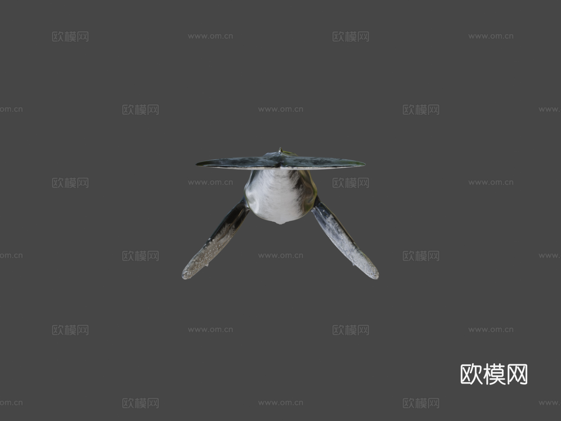 座头鲸3d模型