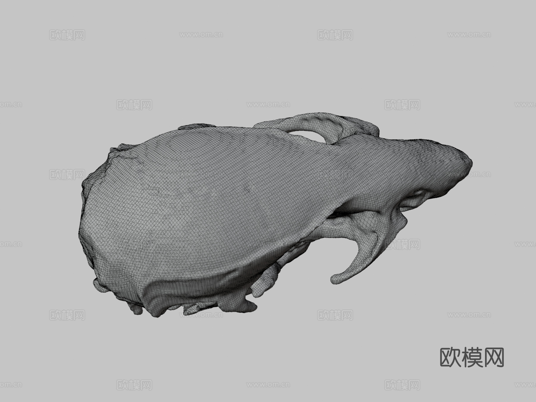 老鼠头骨3d模型