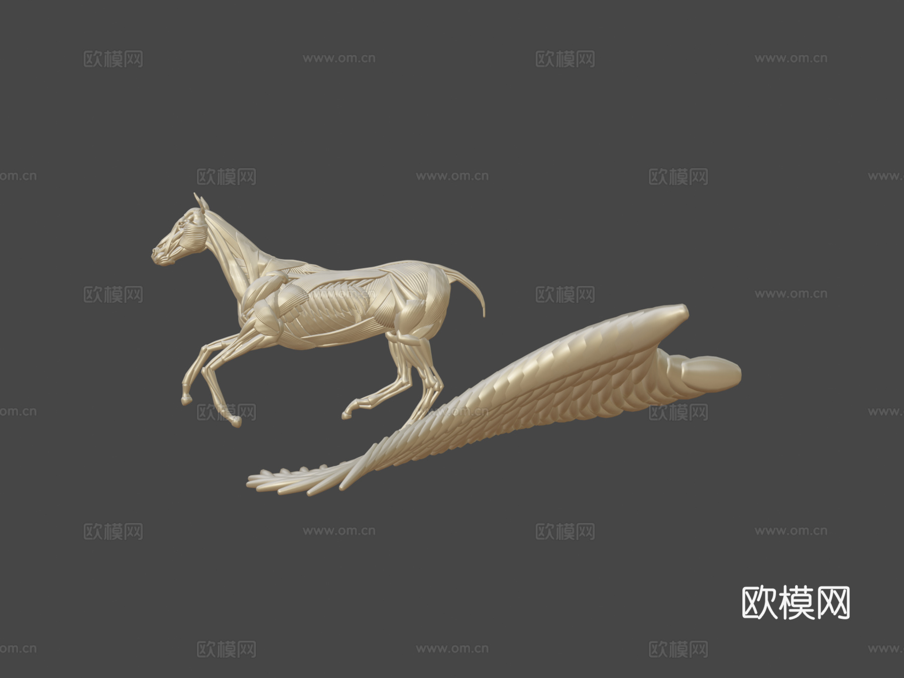 奔跑马解剖3d模型