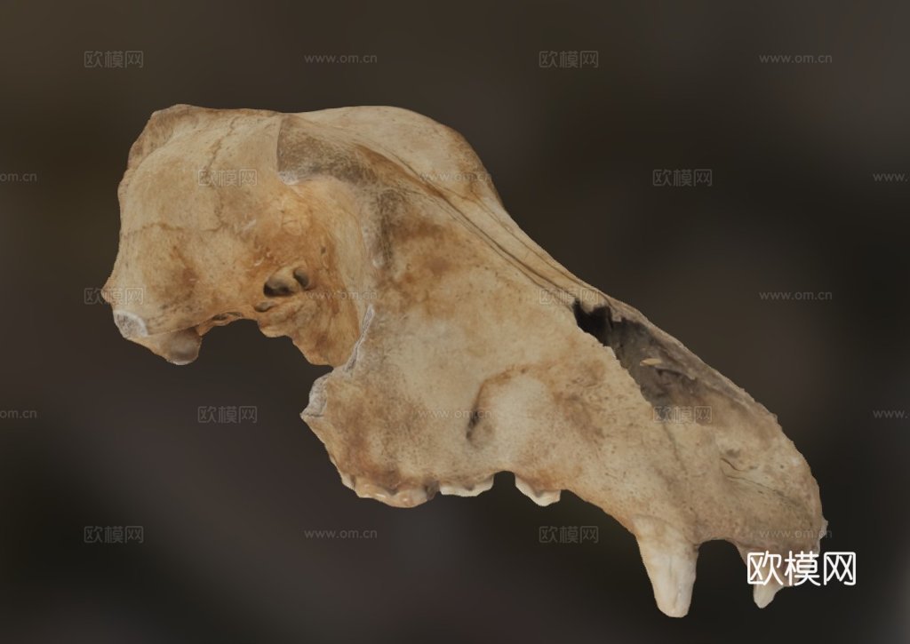 莱斯顿修道院发现2013-犬类头骨3d模型