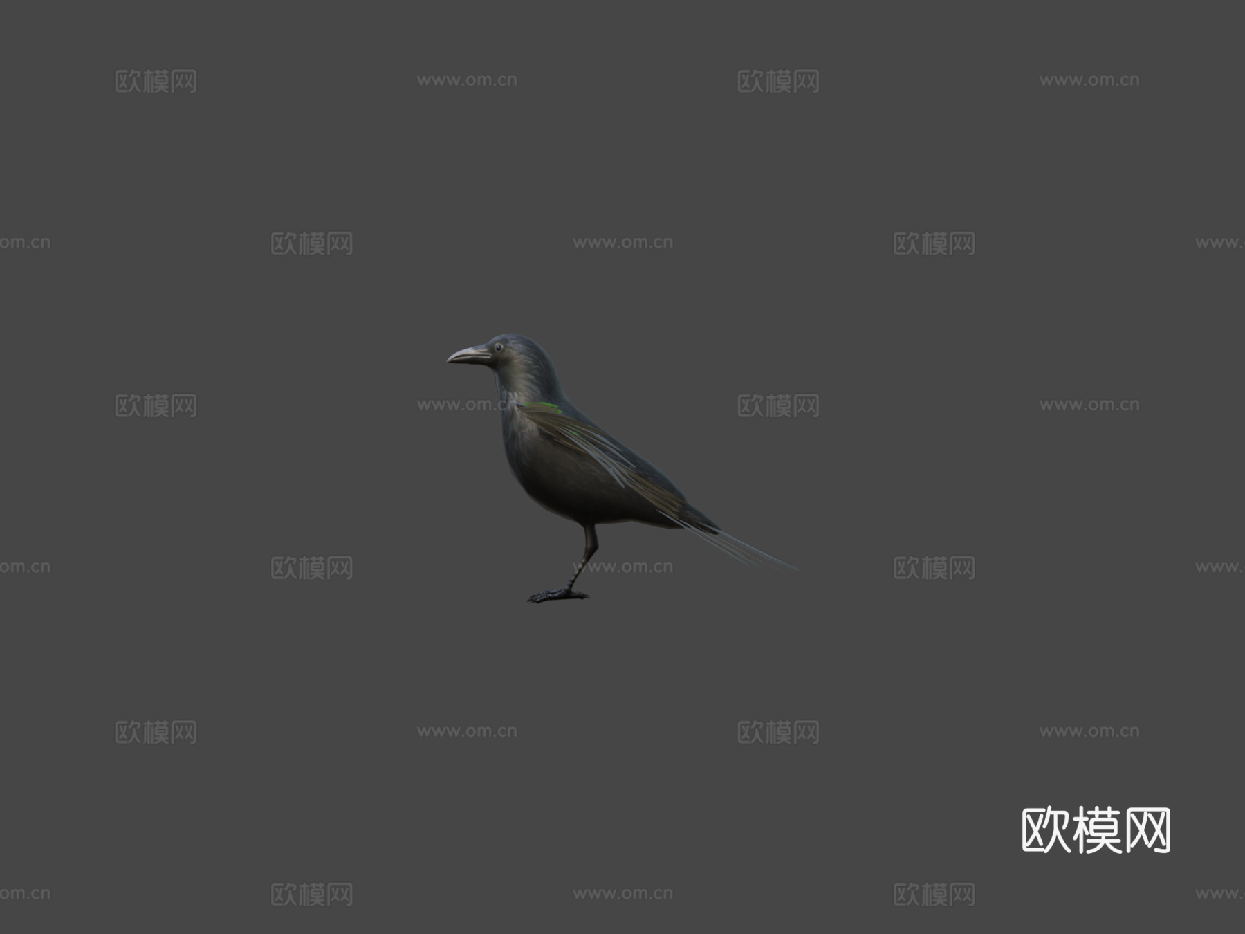乌鸦_绑定动画3d模型