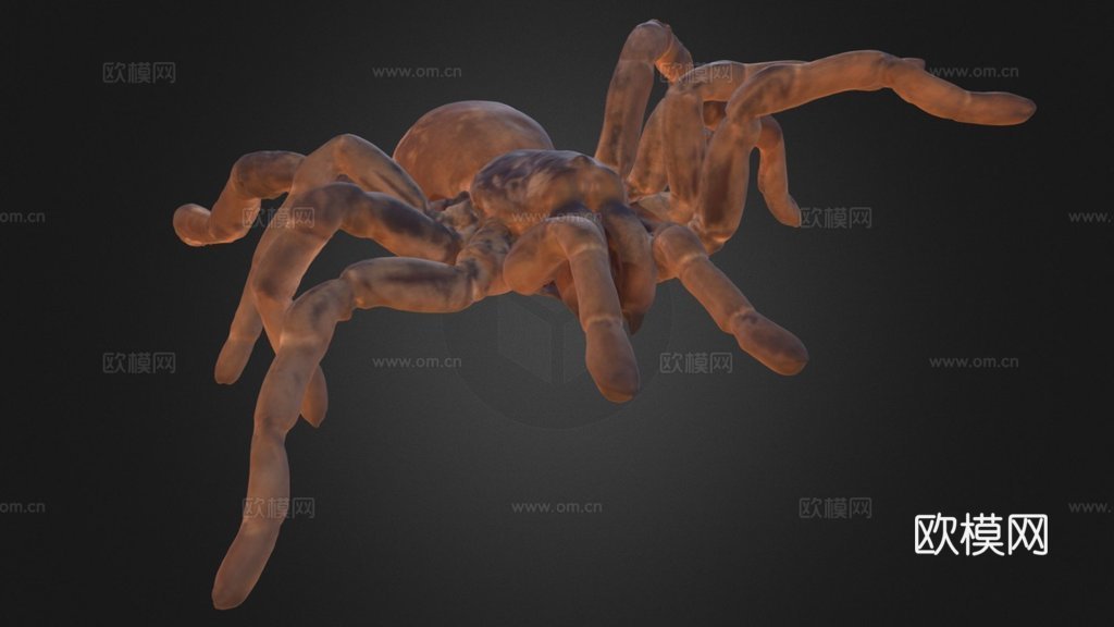 帝王狒狒捕鸟蛛3d模型