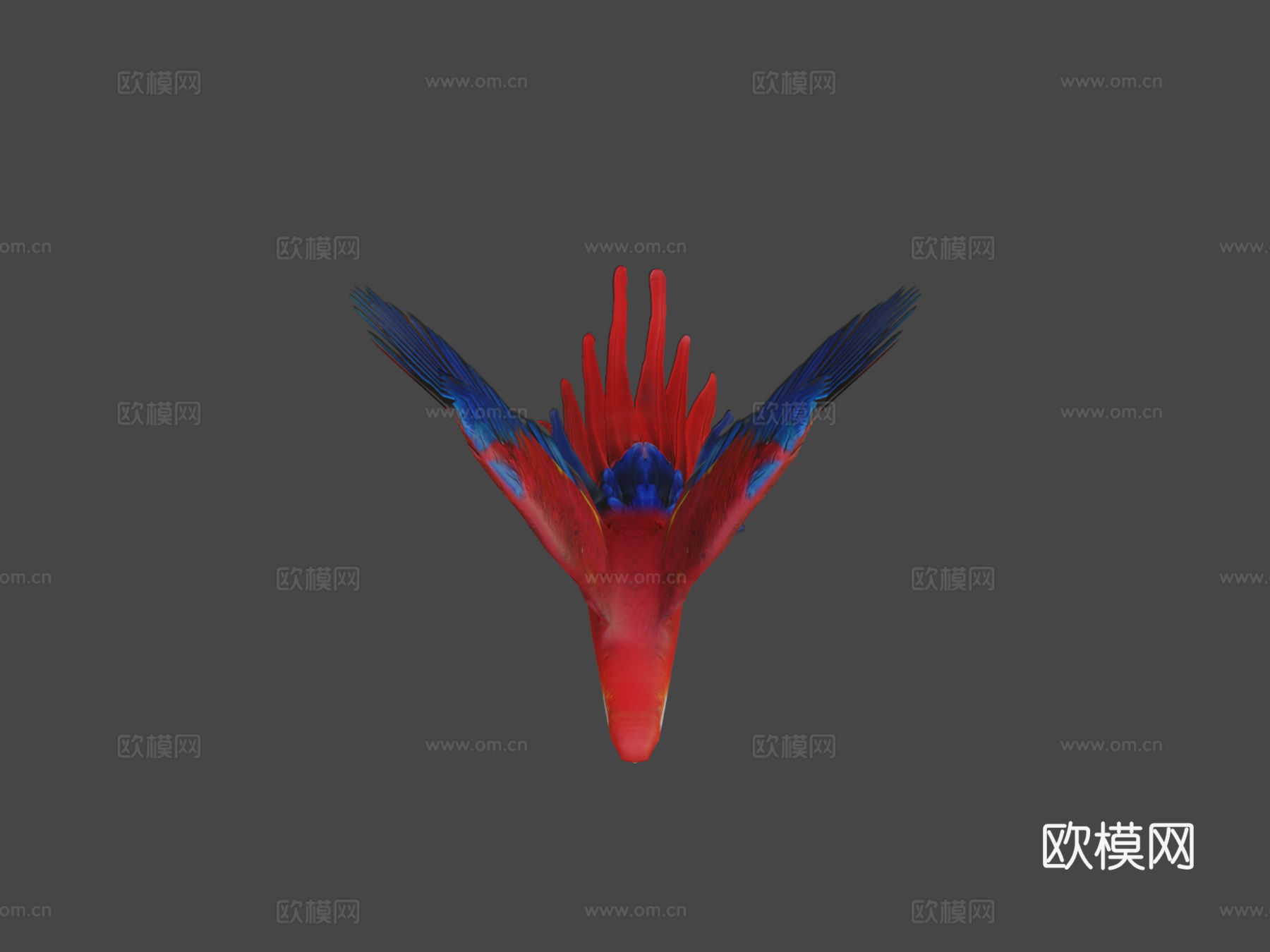 红金刚鹦鹉3d模型