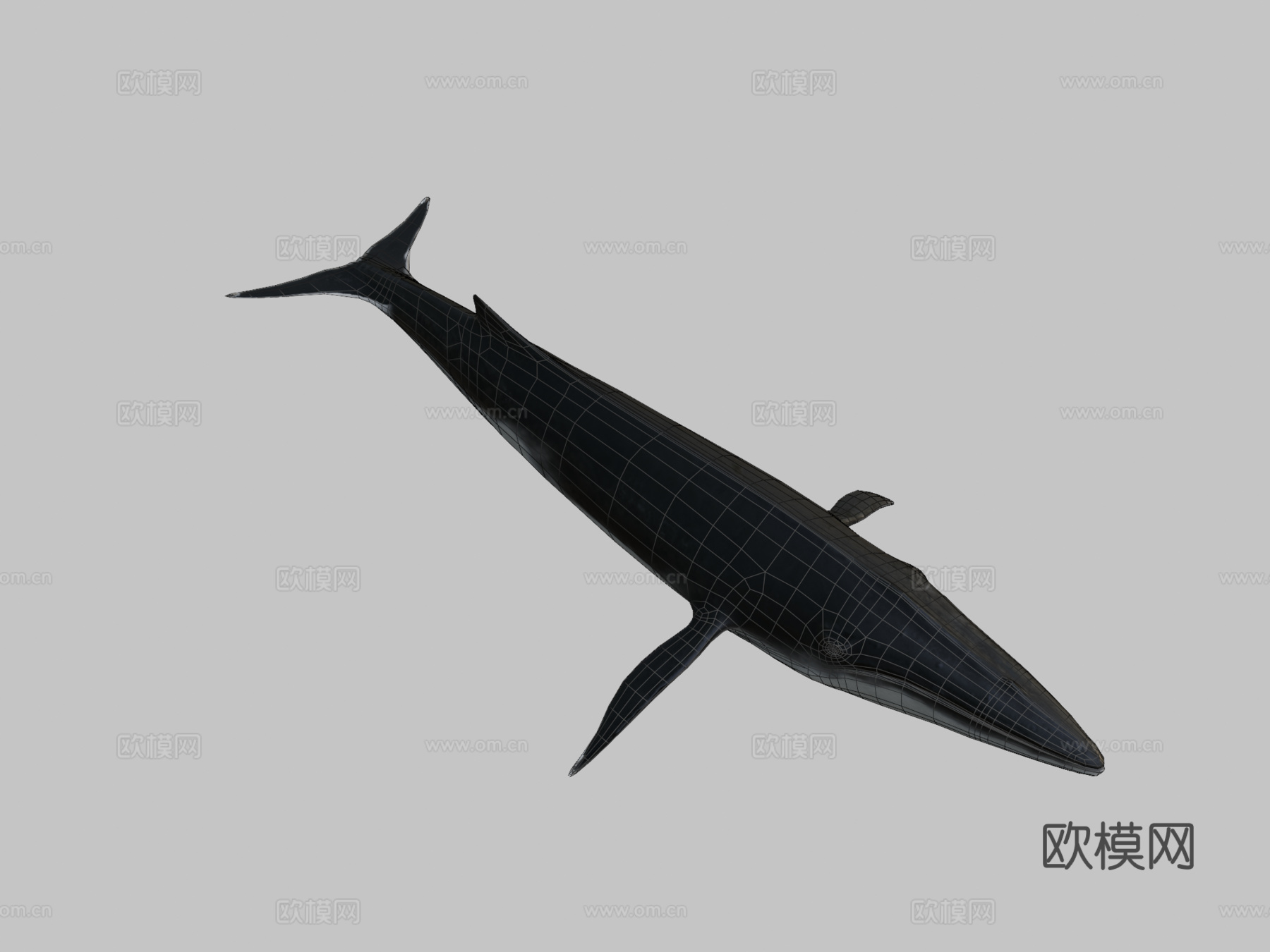 长须鲸3d模型