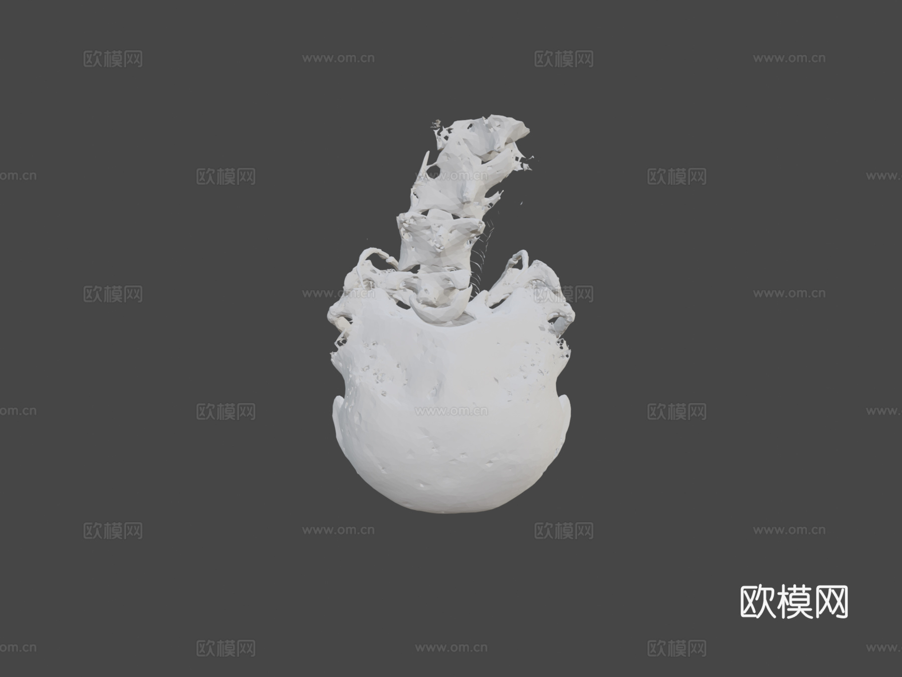 黑秃鹫头骨3d模型