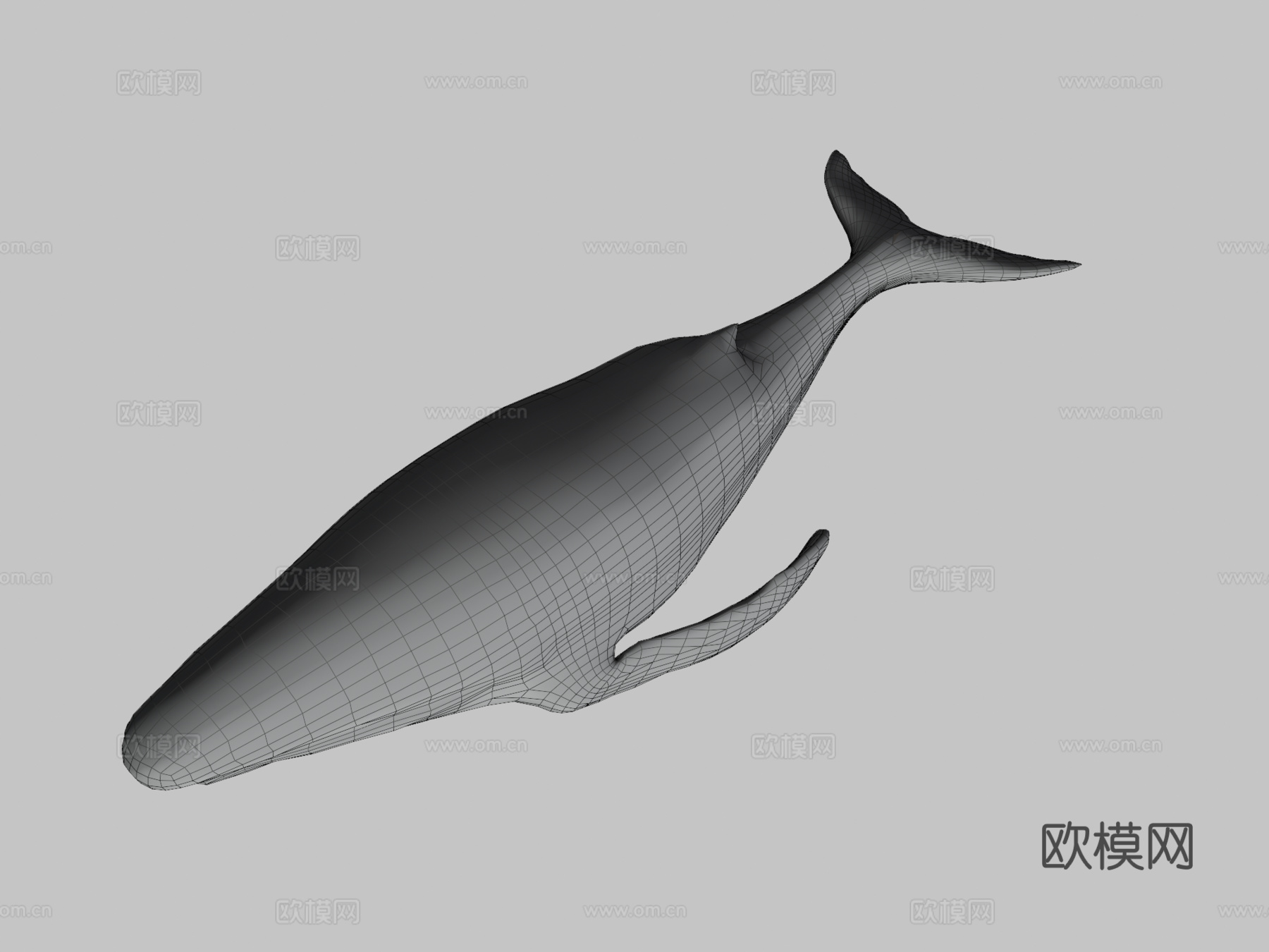 座头鲸3d模型