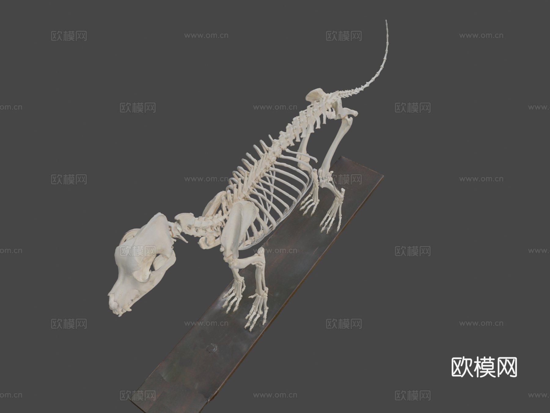 狗骨架-四肢标注3d模型