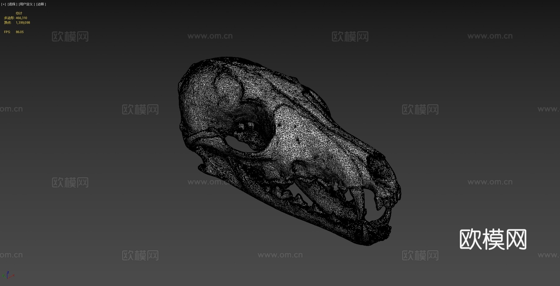 狐狸头骨3d模型