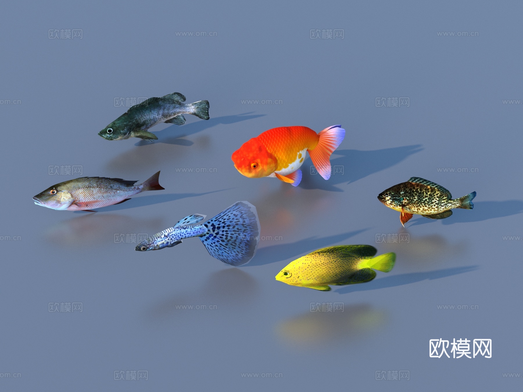 鱼 淡水鱼 海鱼 动物 游戏动物3d模型