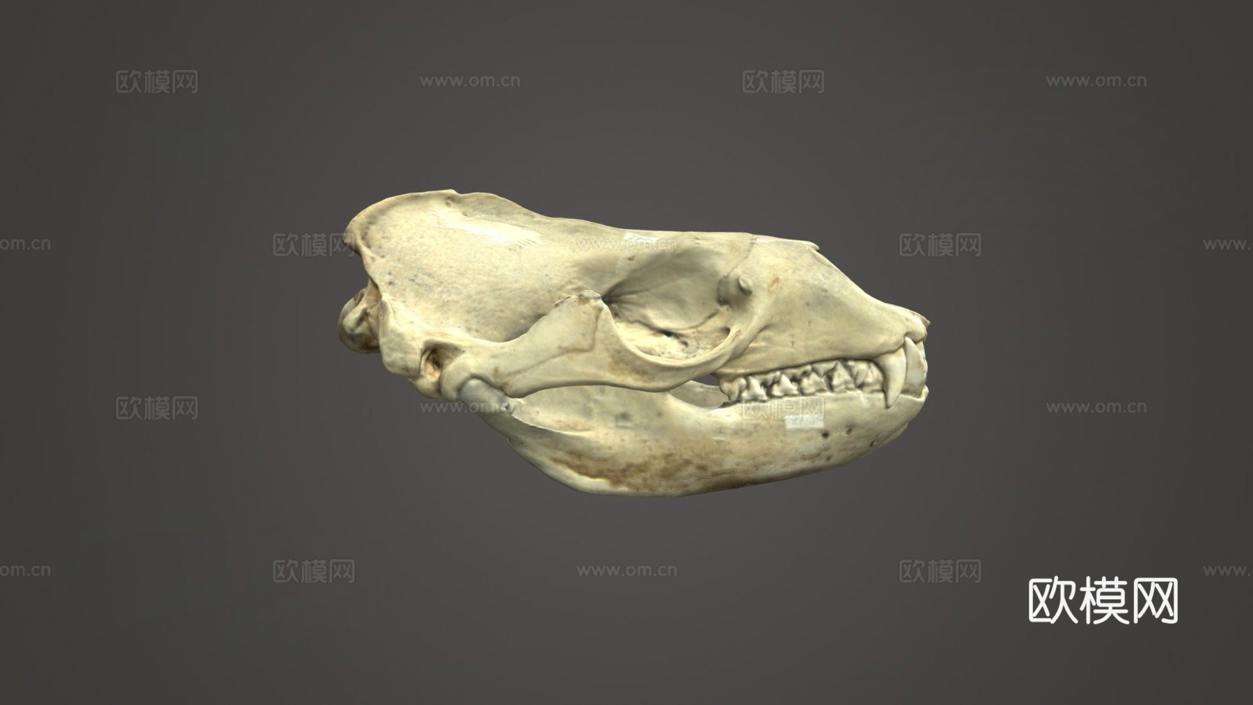 豹海豹头骨3d模型