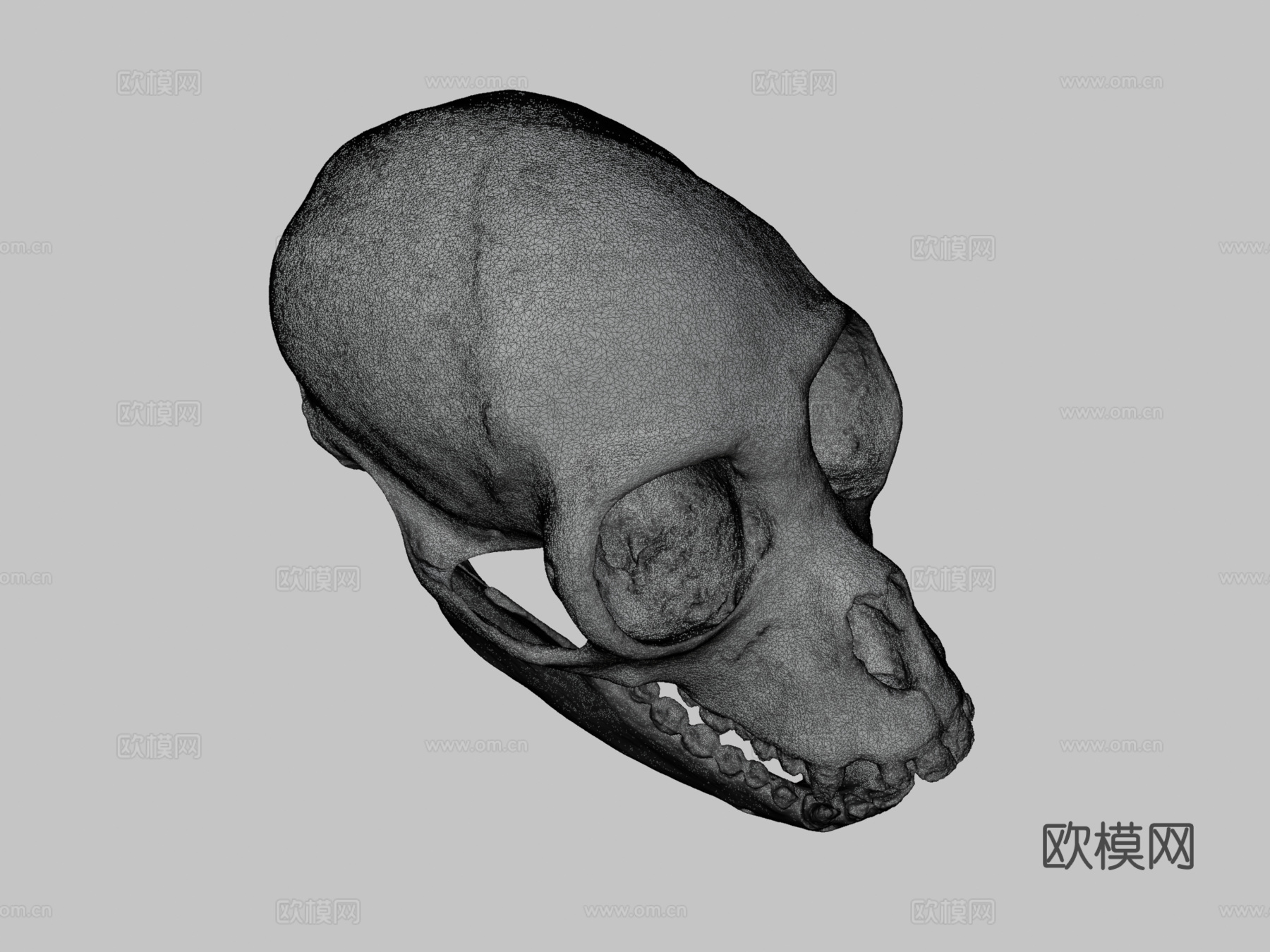 白腹蜘蛛猴头骨与下颌骨3d模型3d模型