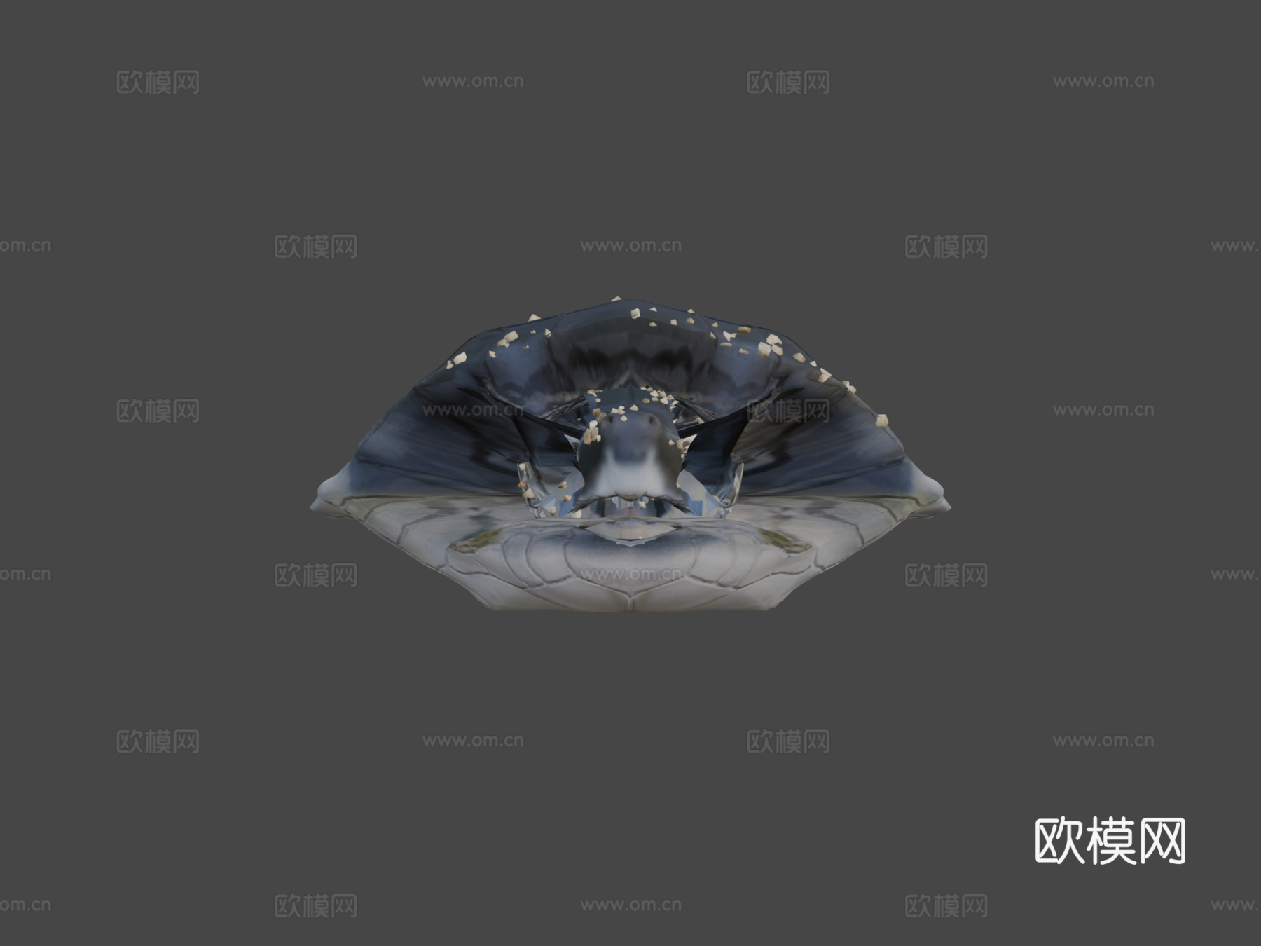 绿海龟宝宝3d模型