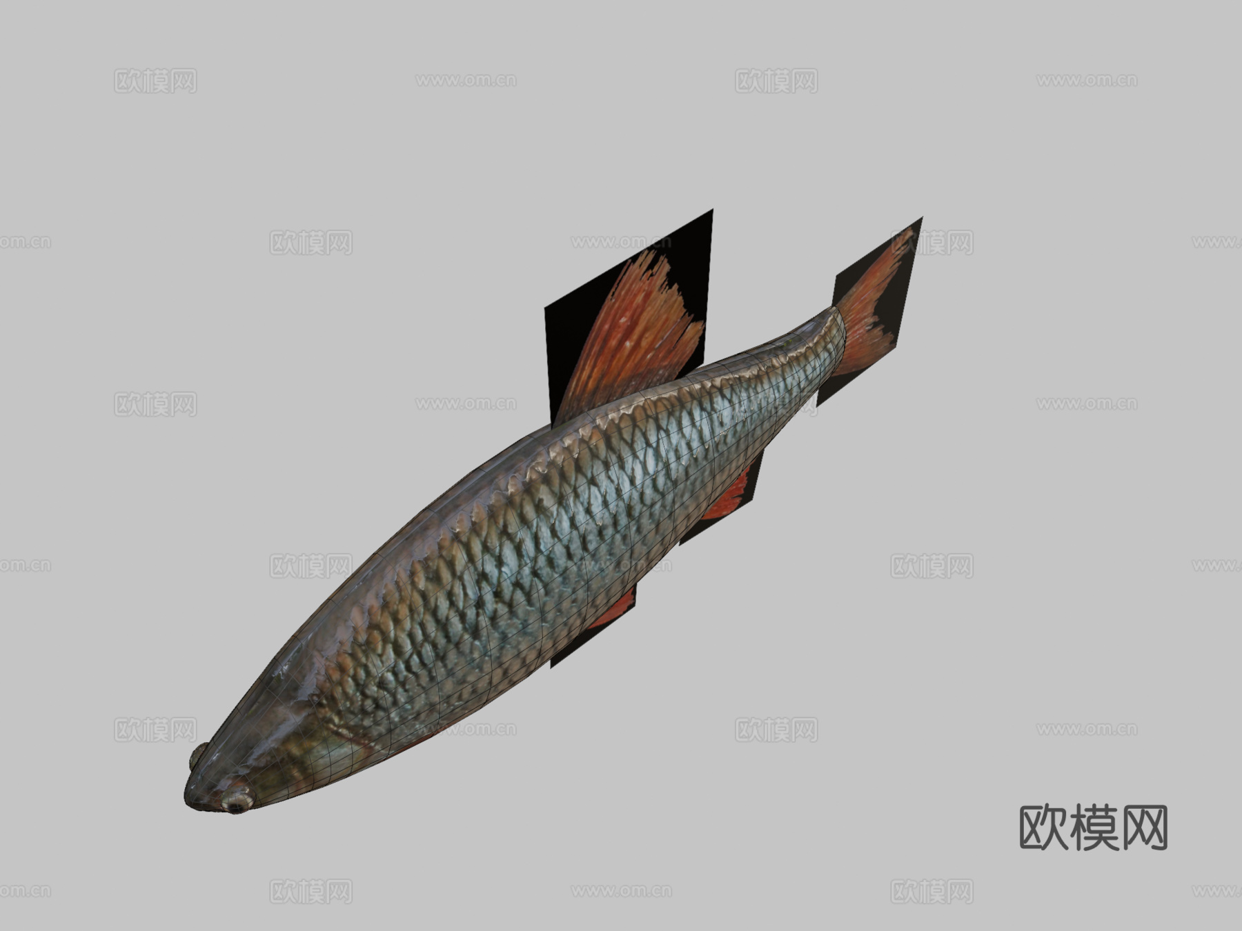 红鳍鱼3d模型