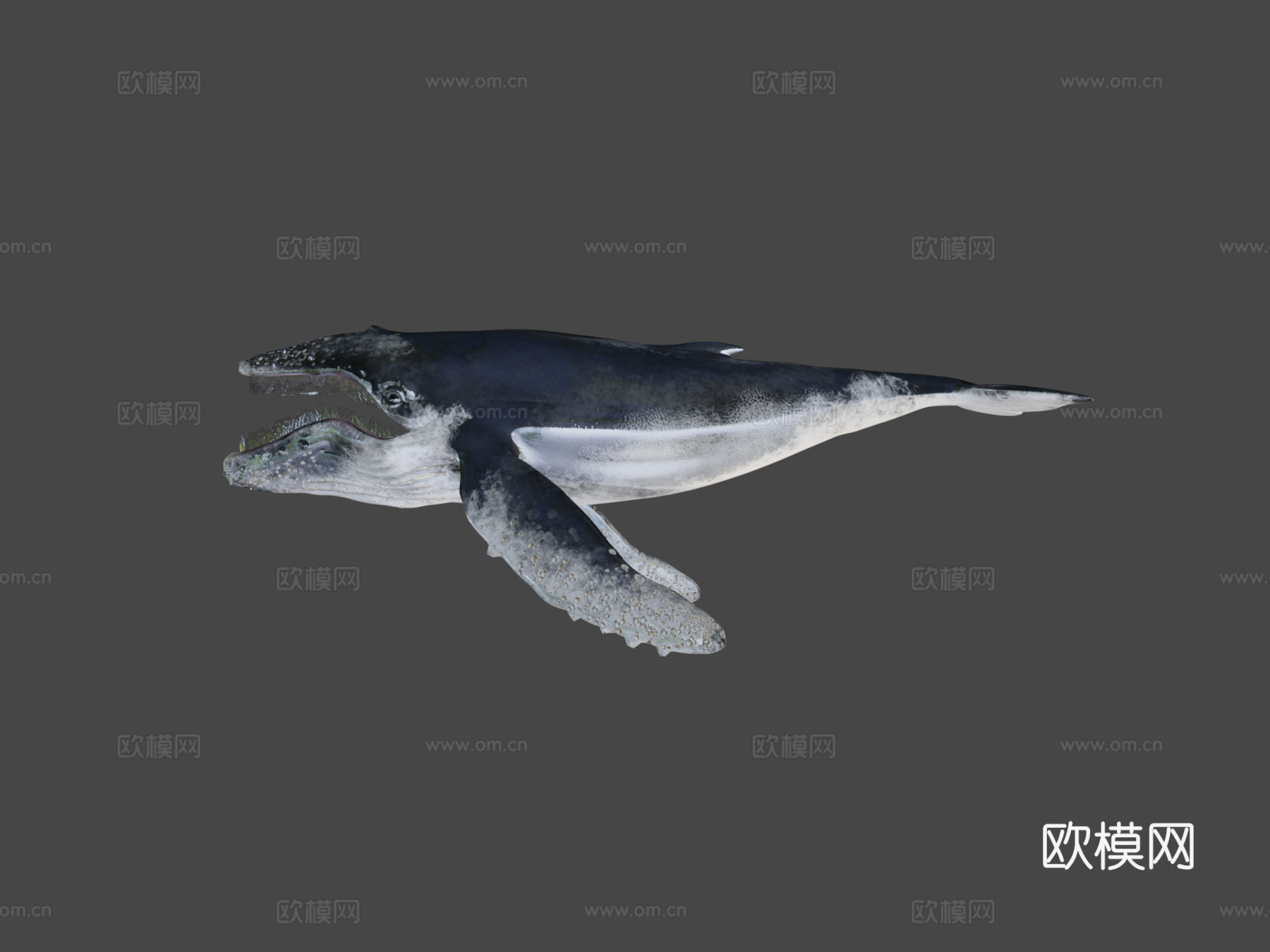 座头鲸3d模型