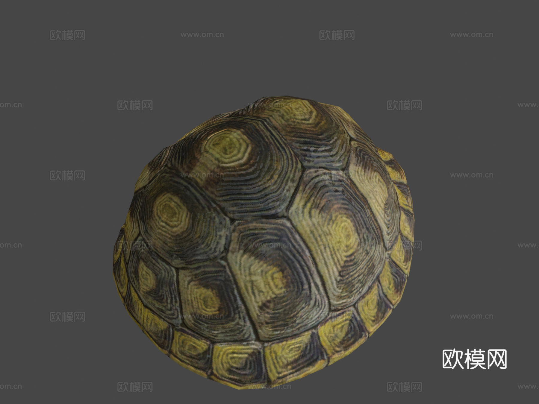 乌龟动画行走循环3d模型