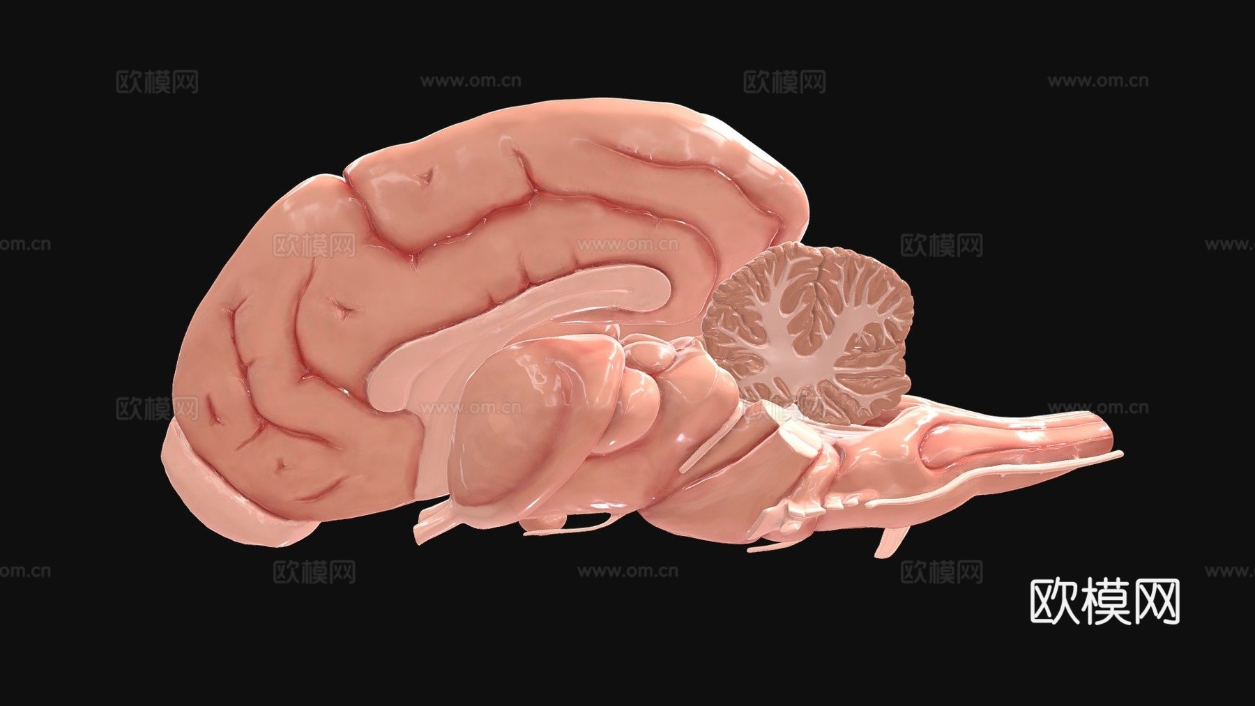 犬科动物脑与脑干解剖3d模型