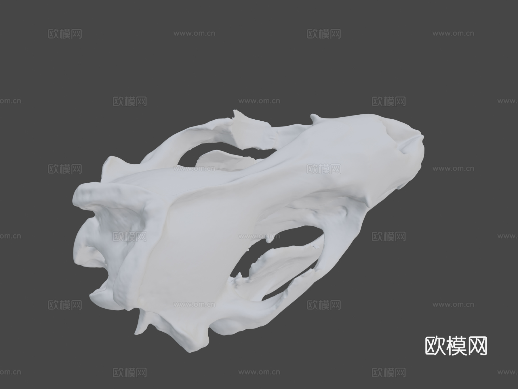 豹海豹头骨3d模型