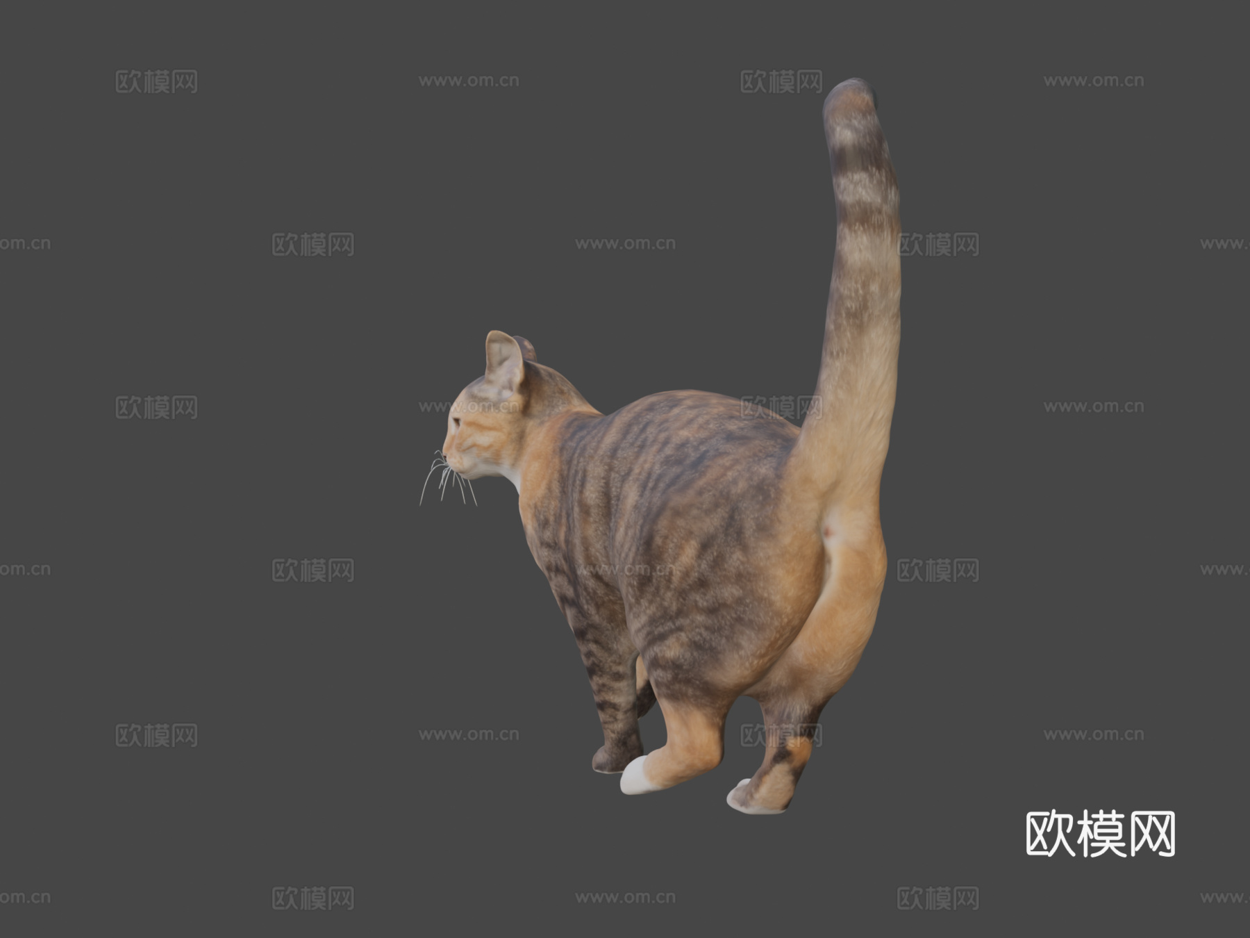 猫253d模型