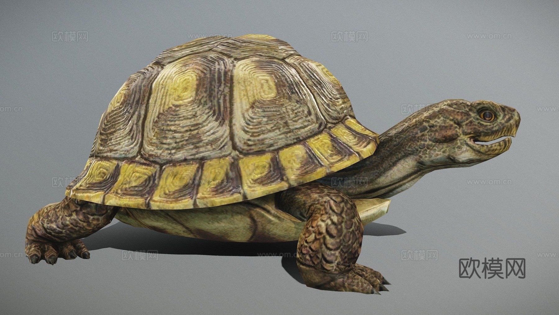 乌龟动画行走循环3d模型