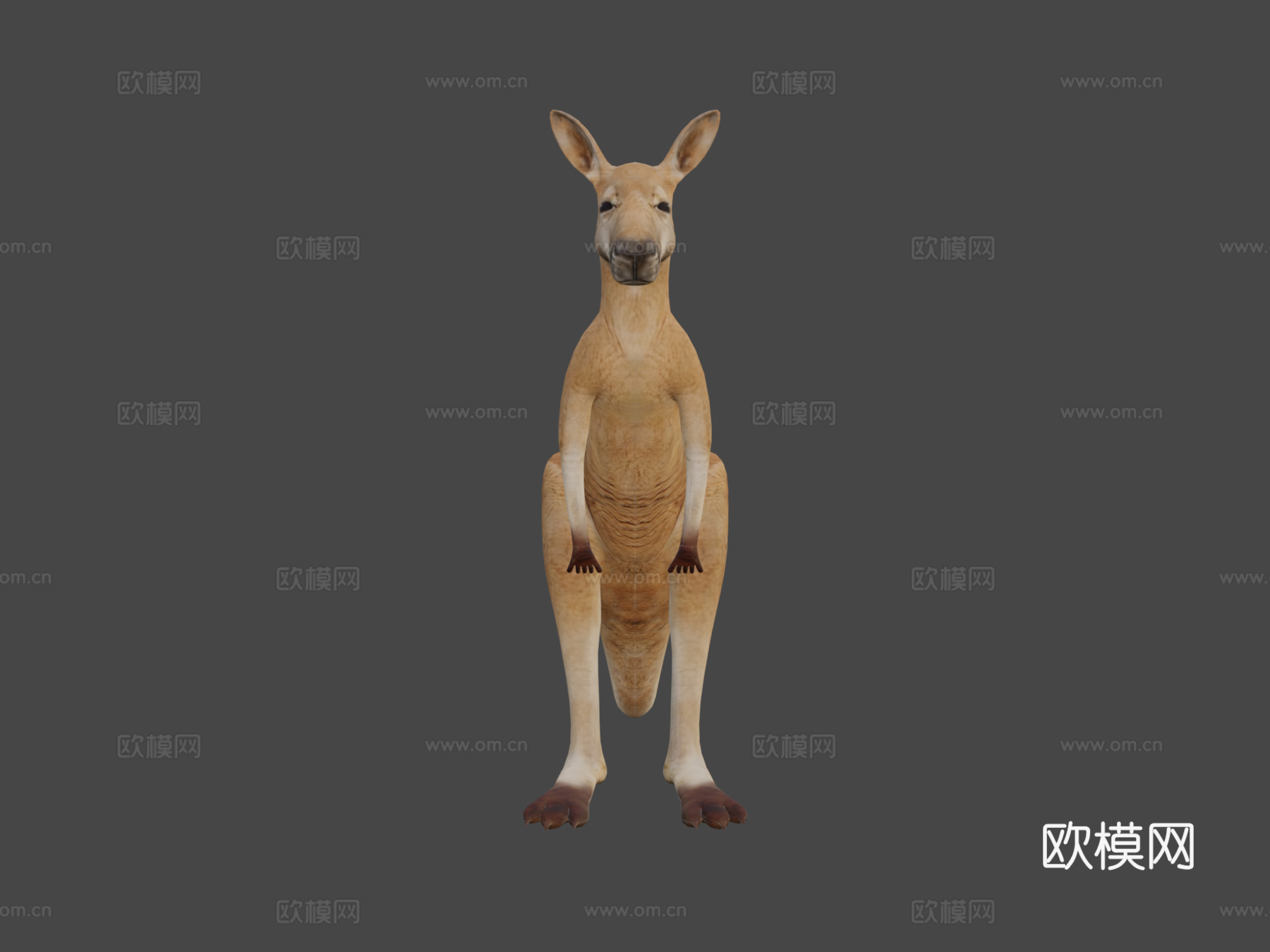 袋鼠3d模型