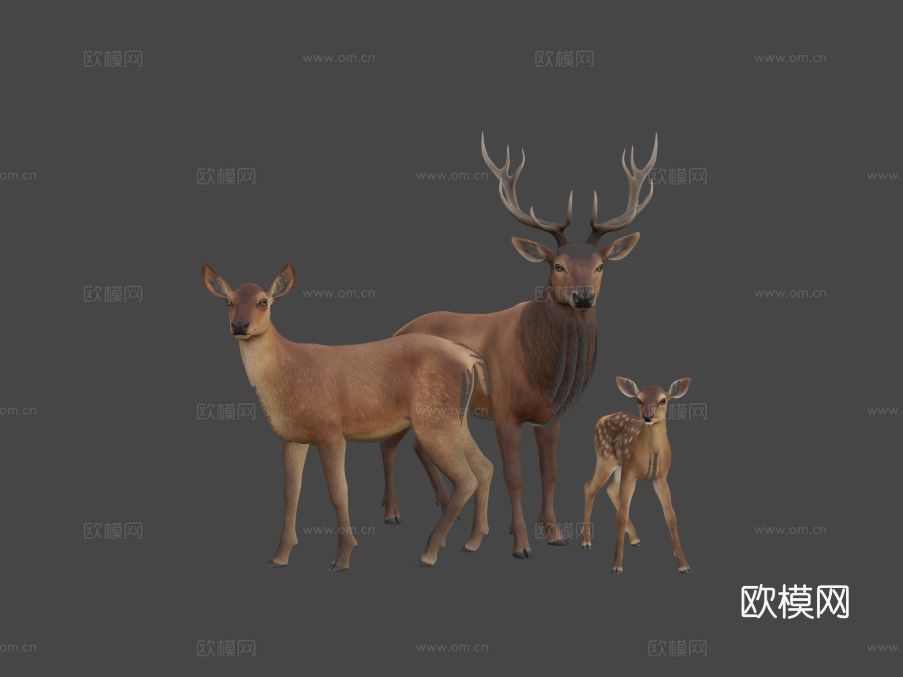 马鹿家族3d模型
