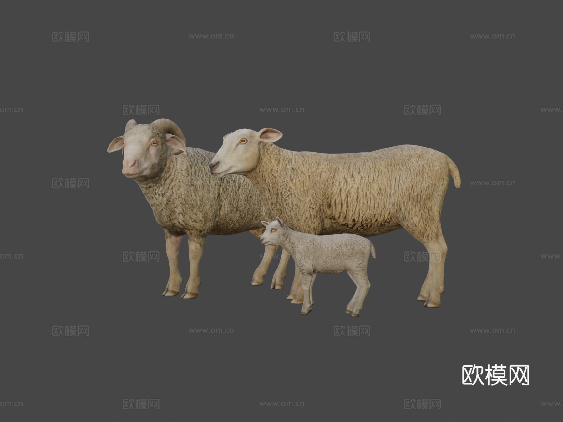绵羊家族动画3d模型
