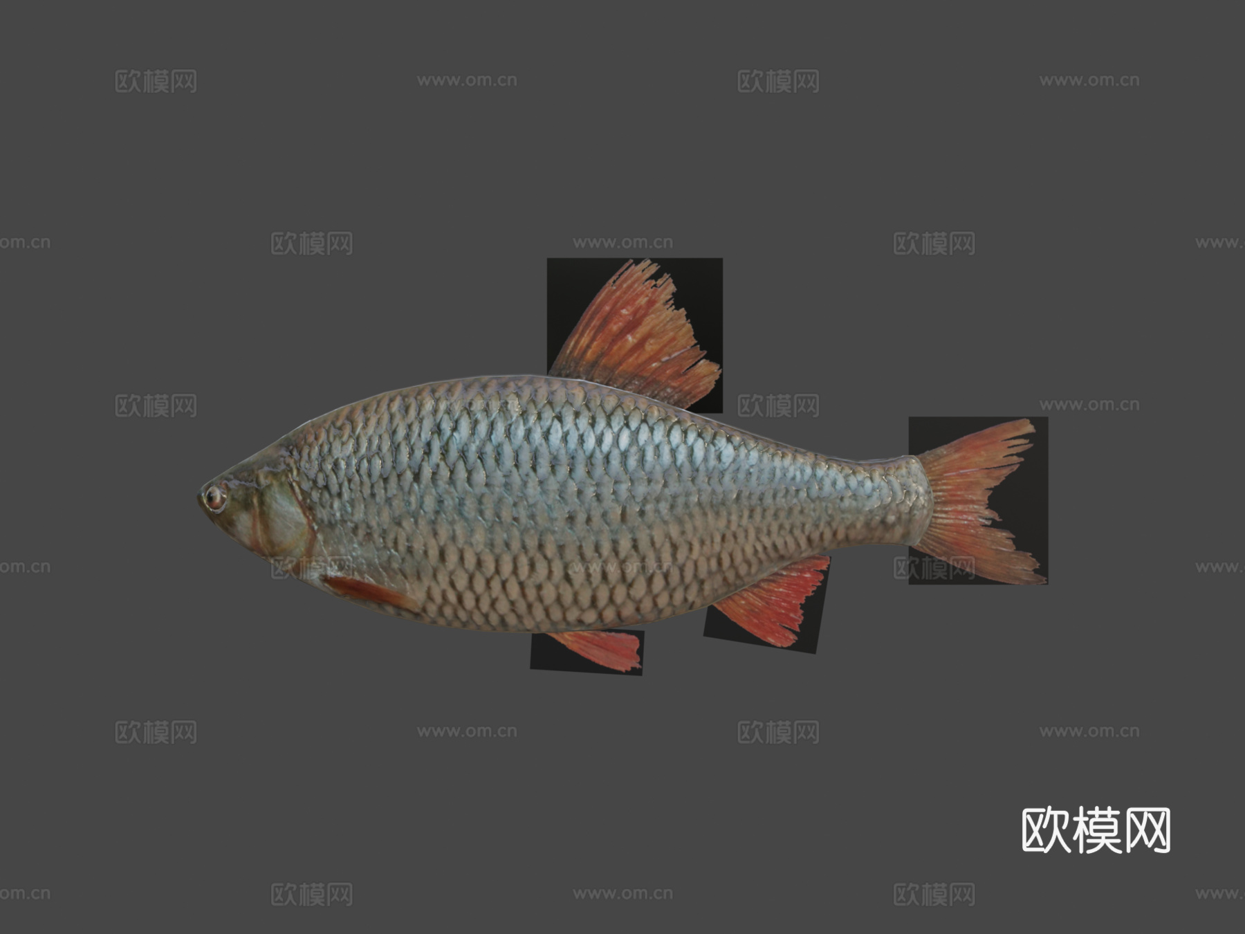 红鳍鱼3d模型