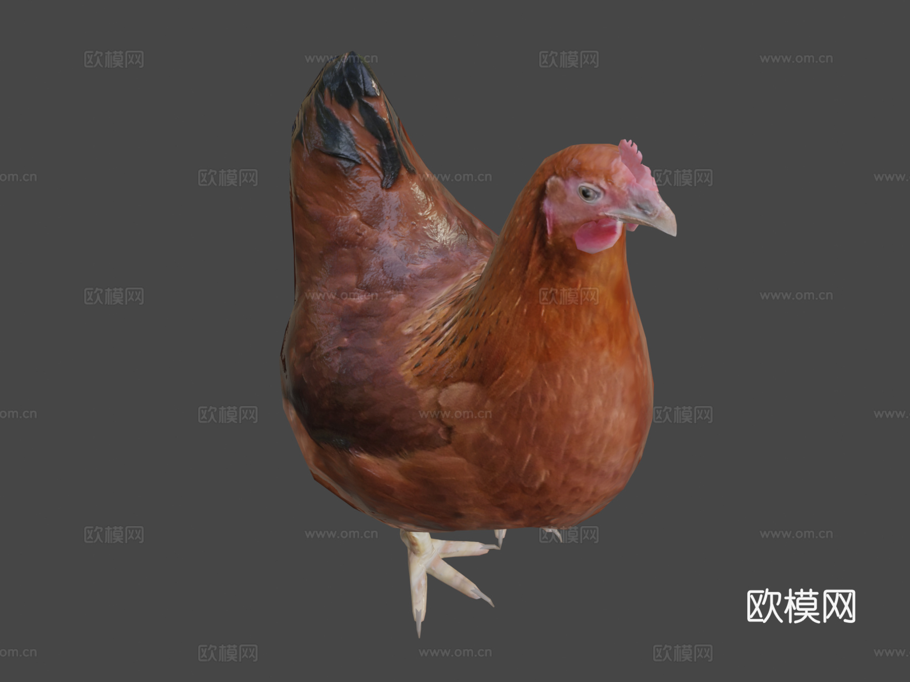 鸡3d模型