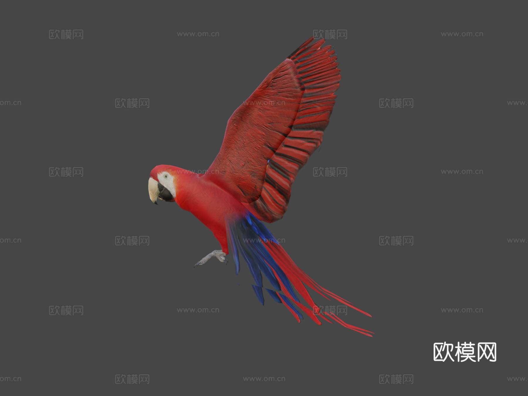 红金刚鹦鹉3d模型