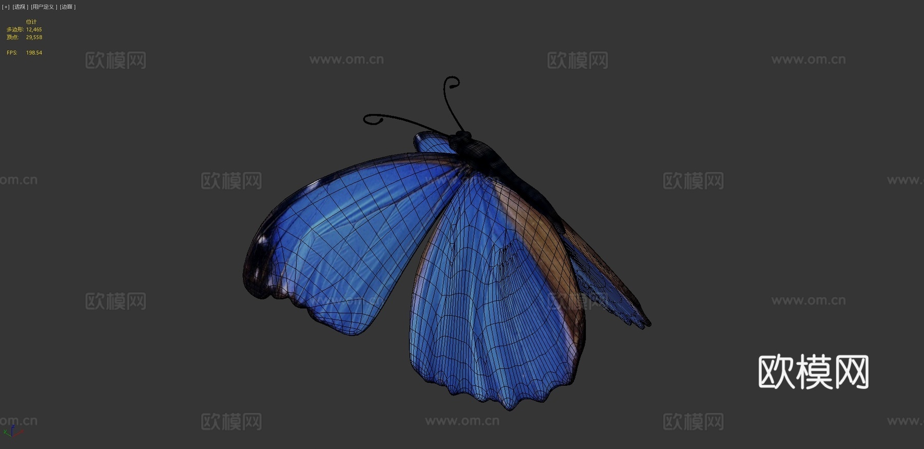 蓝蝴蝶3d模型
