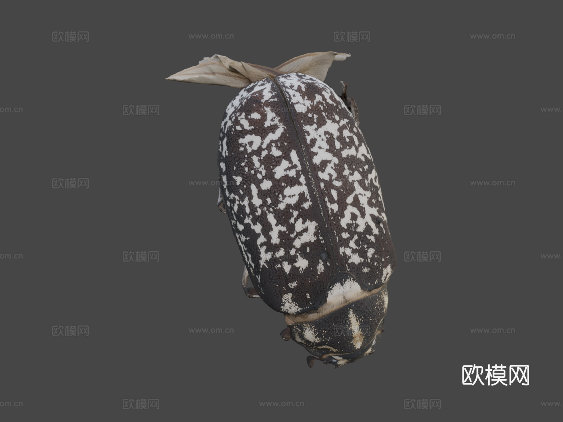 多叶甲虫(自然历史数字档案(DiNArDa))3d模型