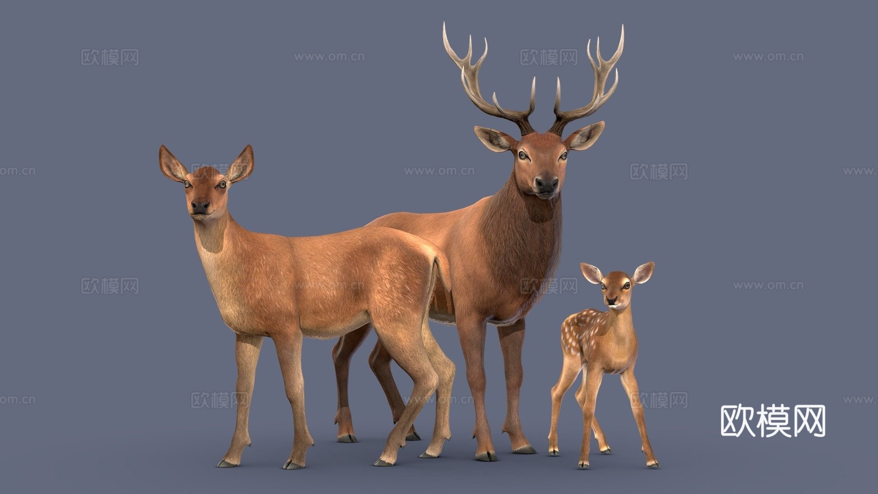 马鹿家族3d模型