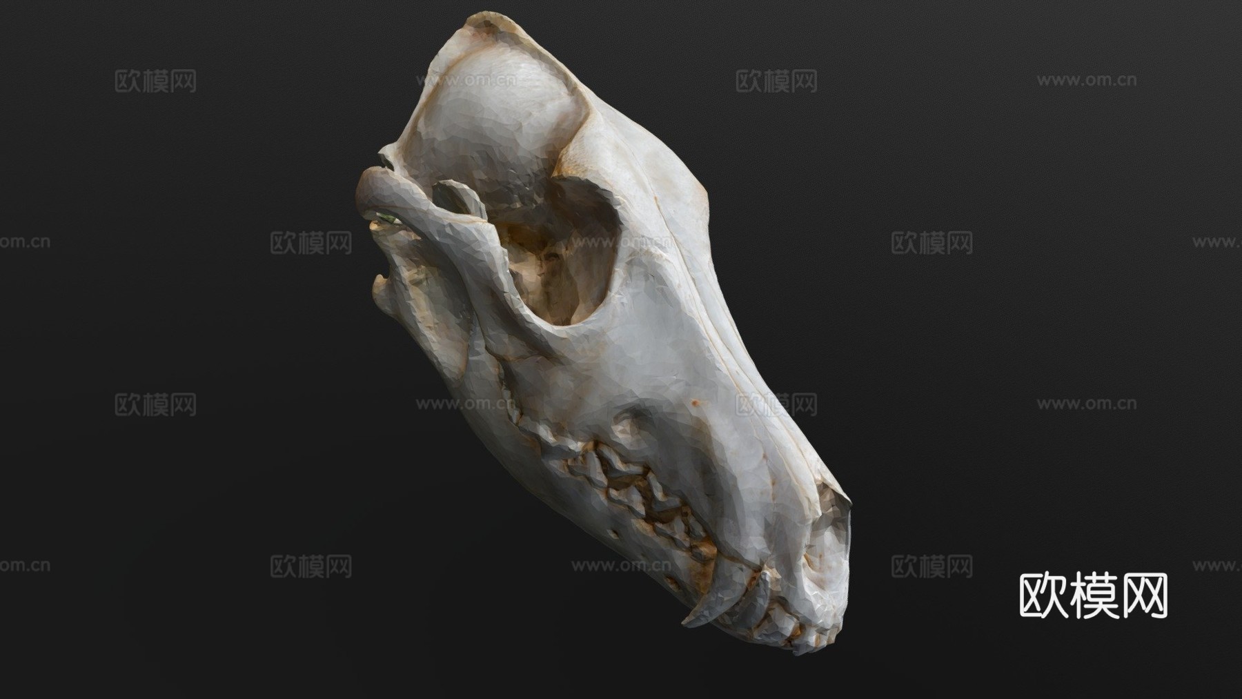 郊狼头骨扫描3d模型