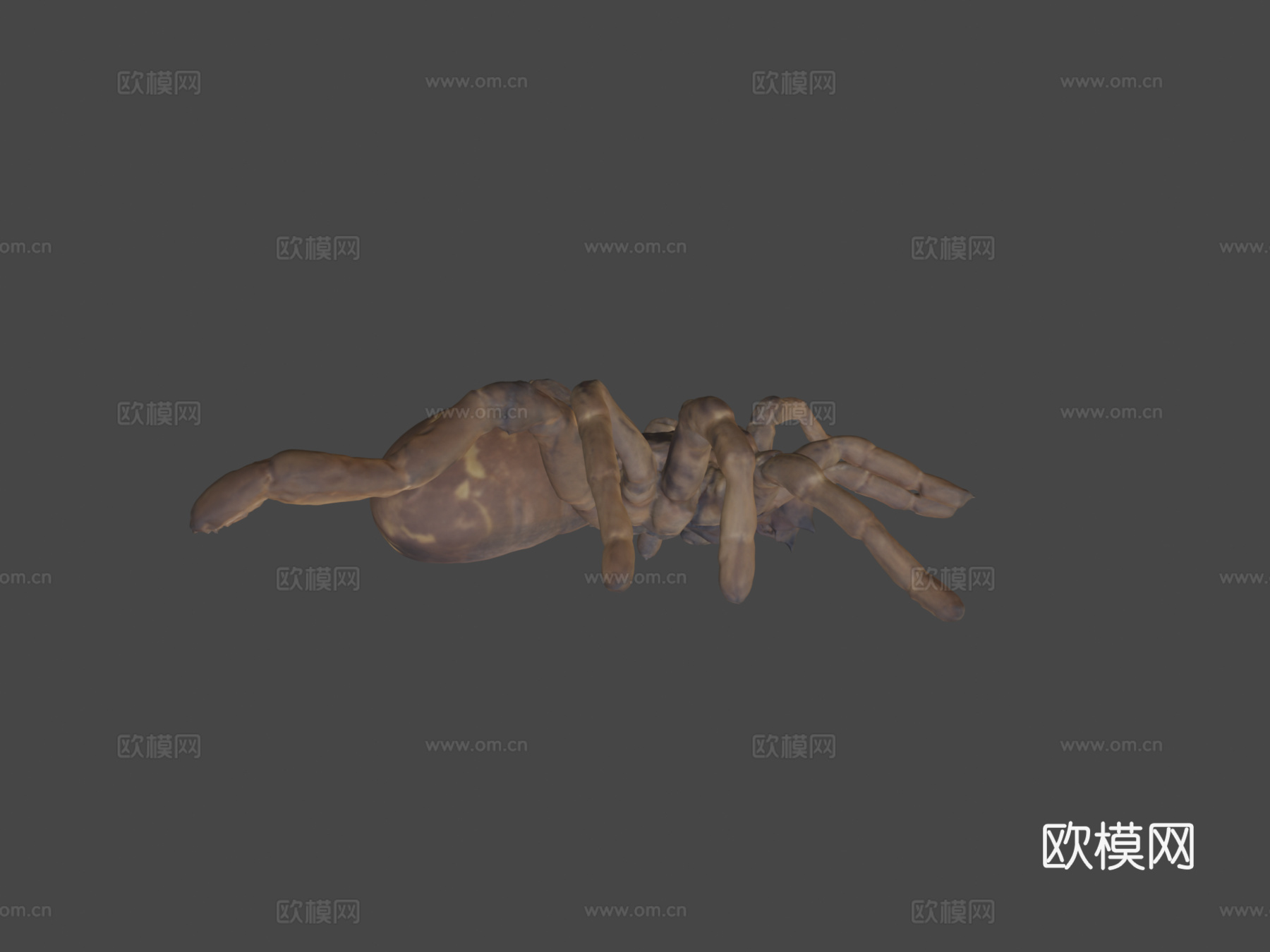 帝王狒狒捕鸟蛛3d模型