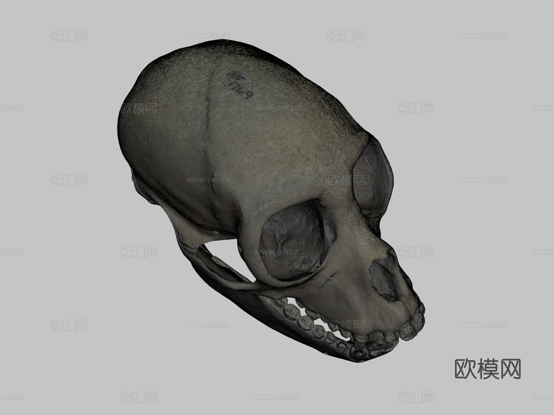 白腹蜘蛛猴头骨与下颌骨3d模型3d模型