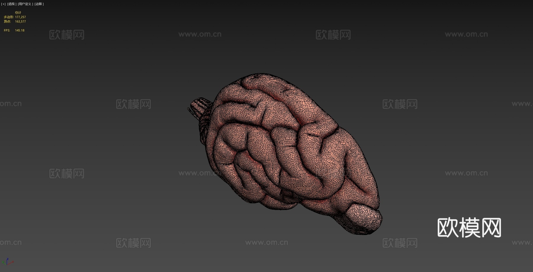 犬科动物脑与脑干解剖3d模型