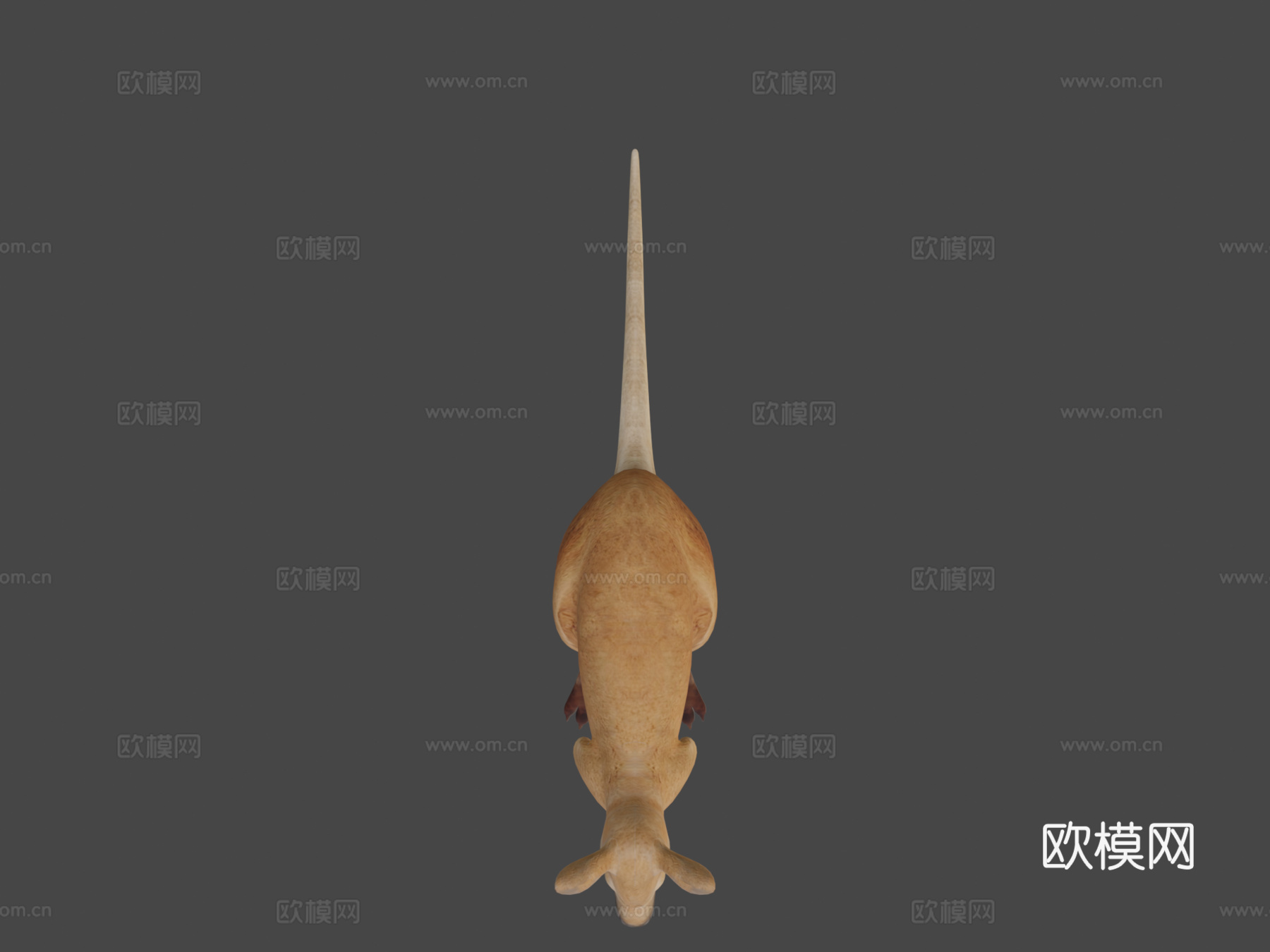 袋鼠3d模型