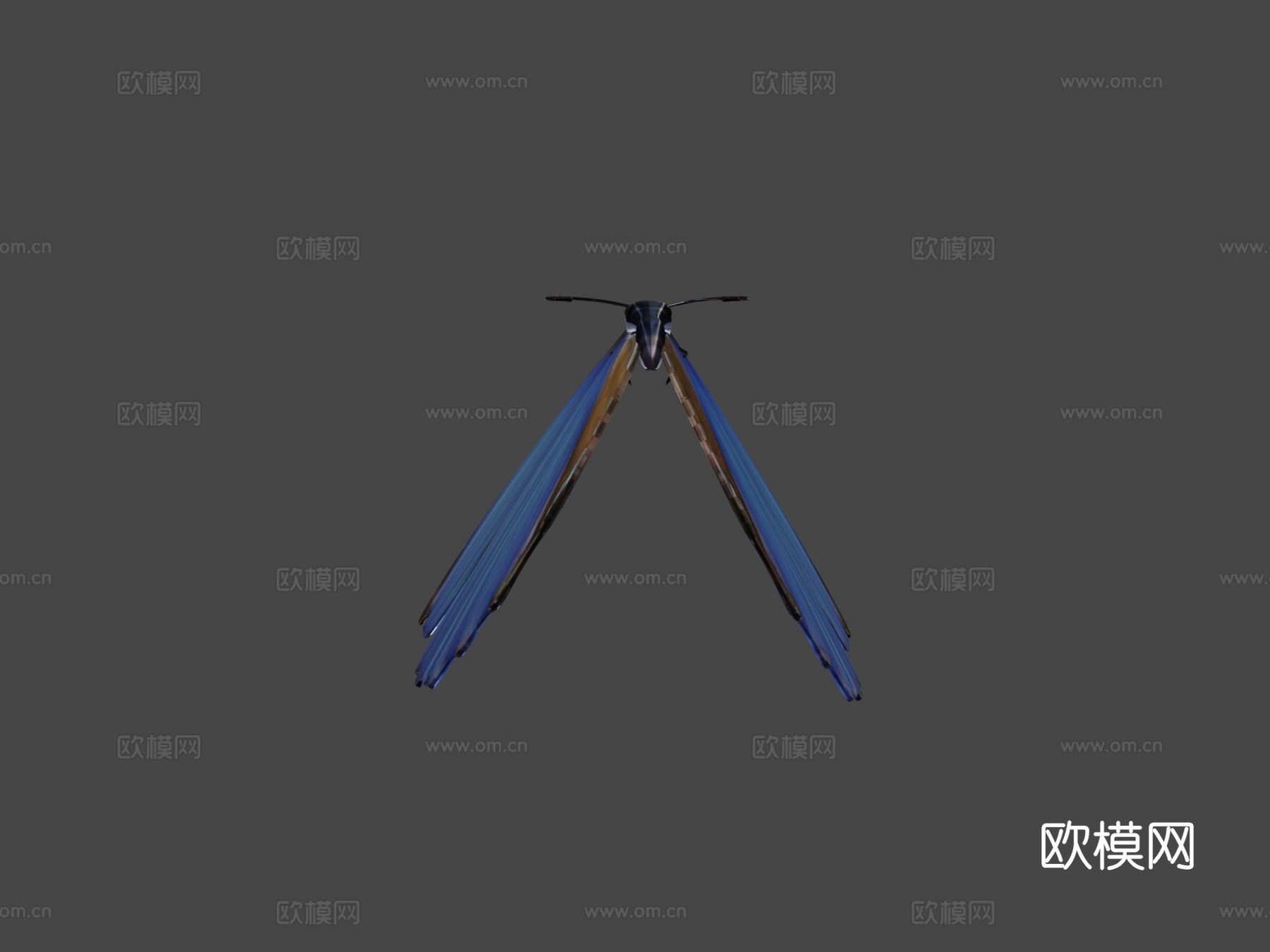 蓝蝴蝶3d模型
