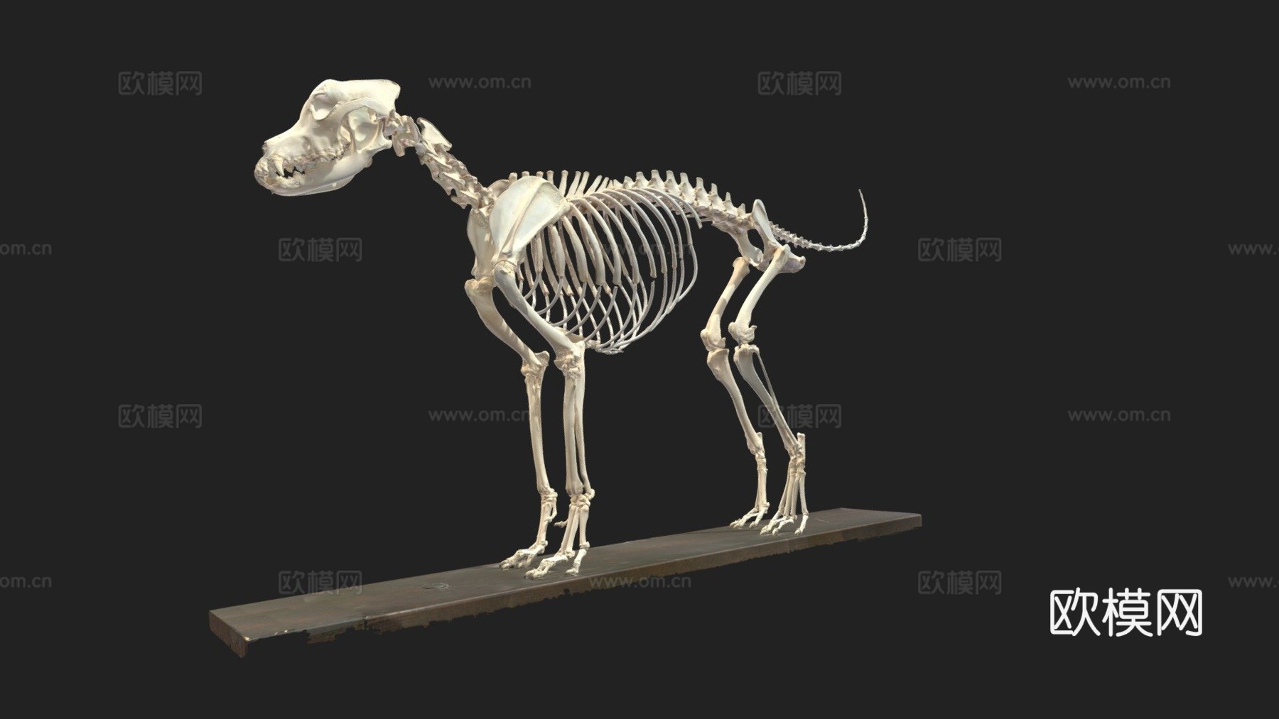 狗骨架-四肢标注3d模型