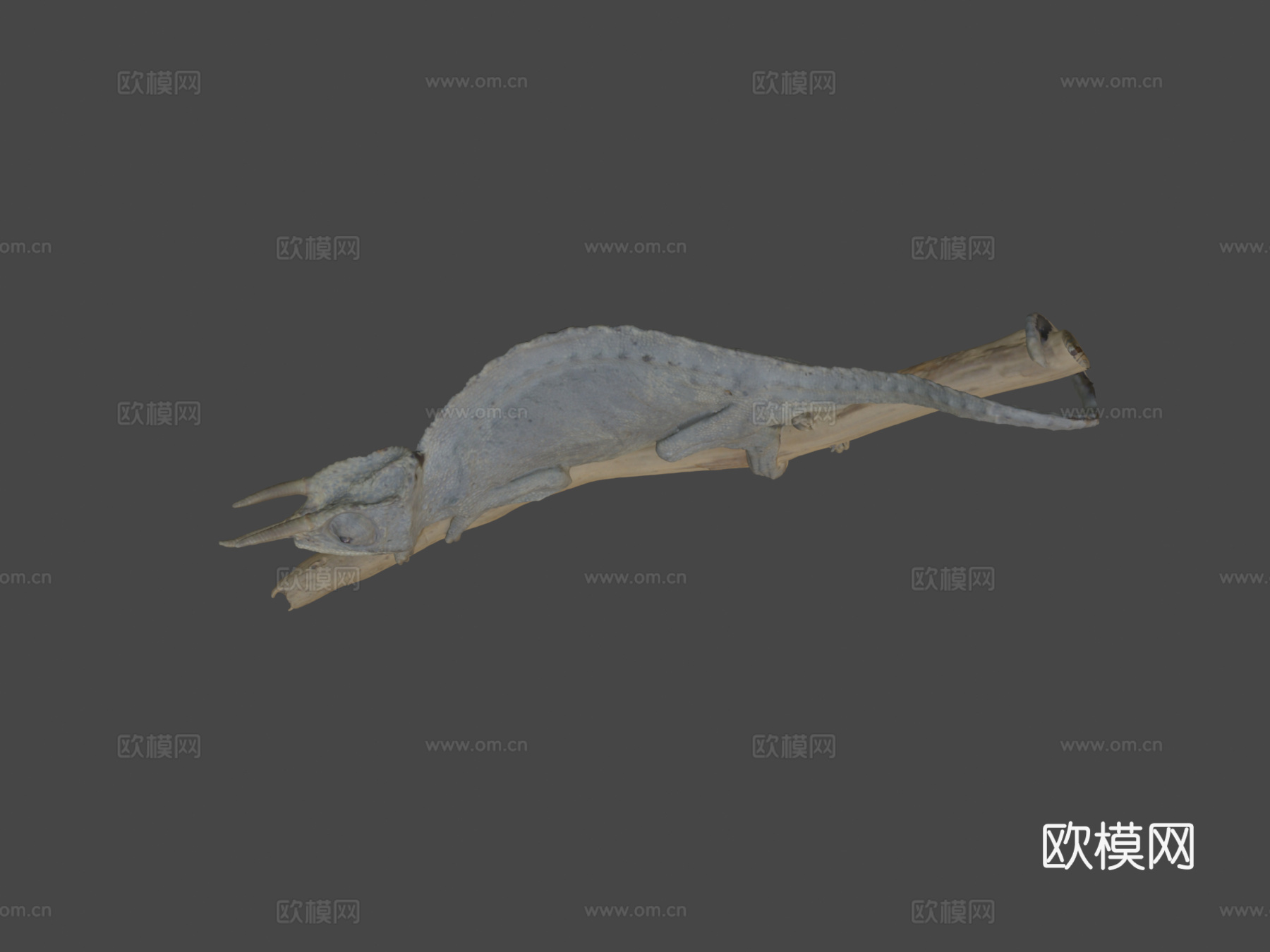 杰克逊变色龙3d模型
