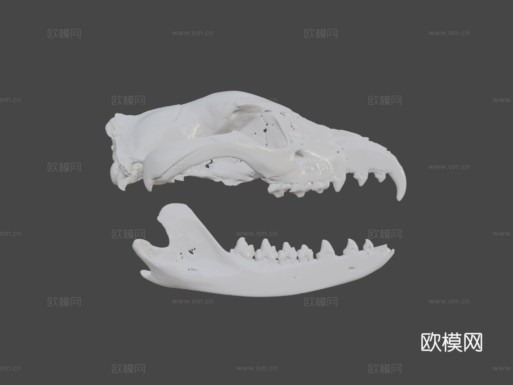 袋狼头骨3d模型