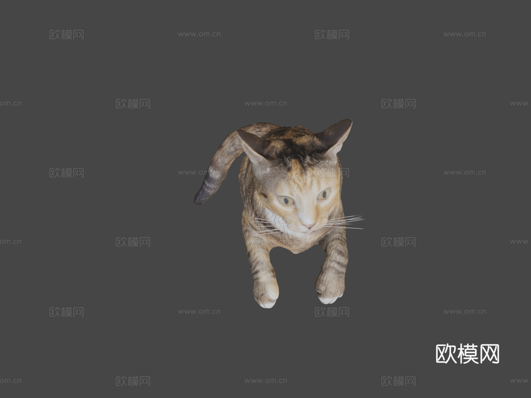 三花猫103d模型