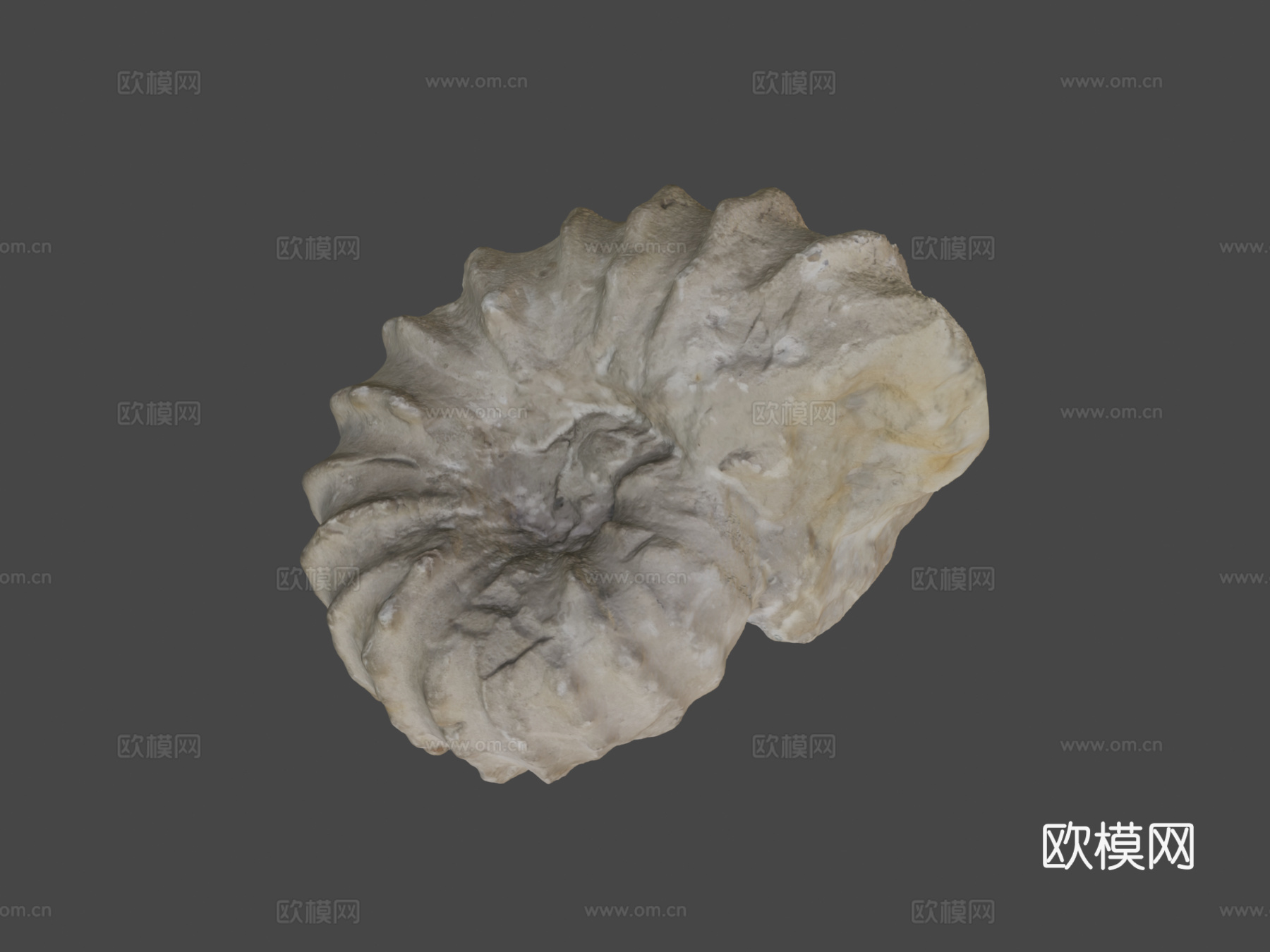 罗托马根刺角菊石3d模型