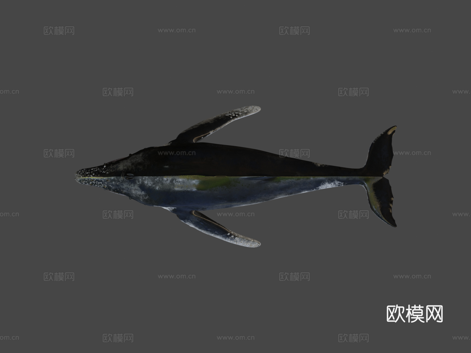 座头鲸3d模型