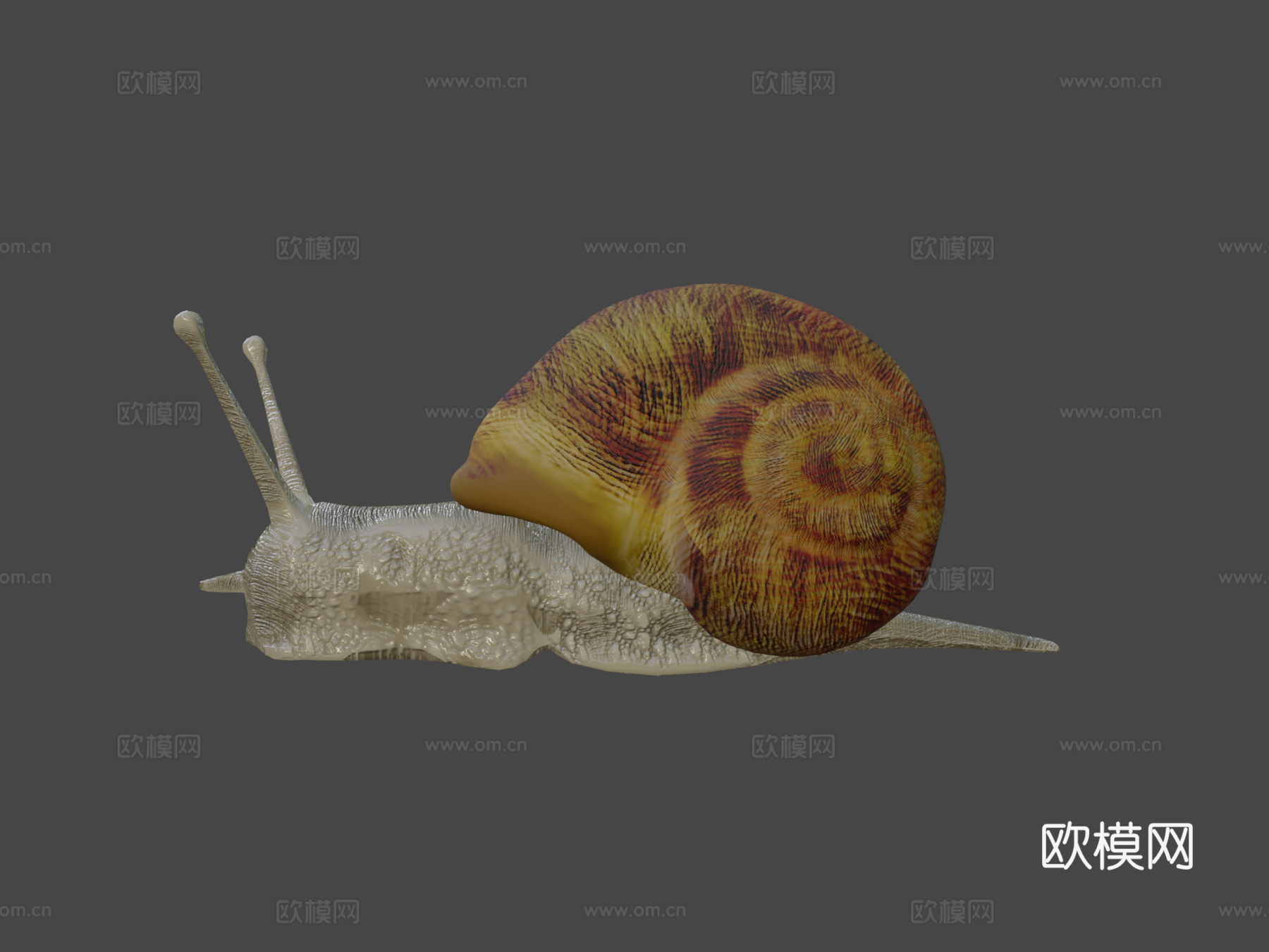 蜗牛3d模型