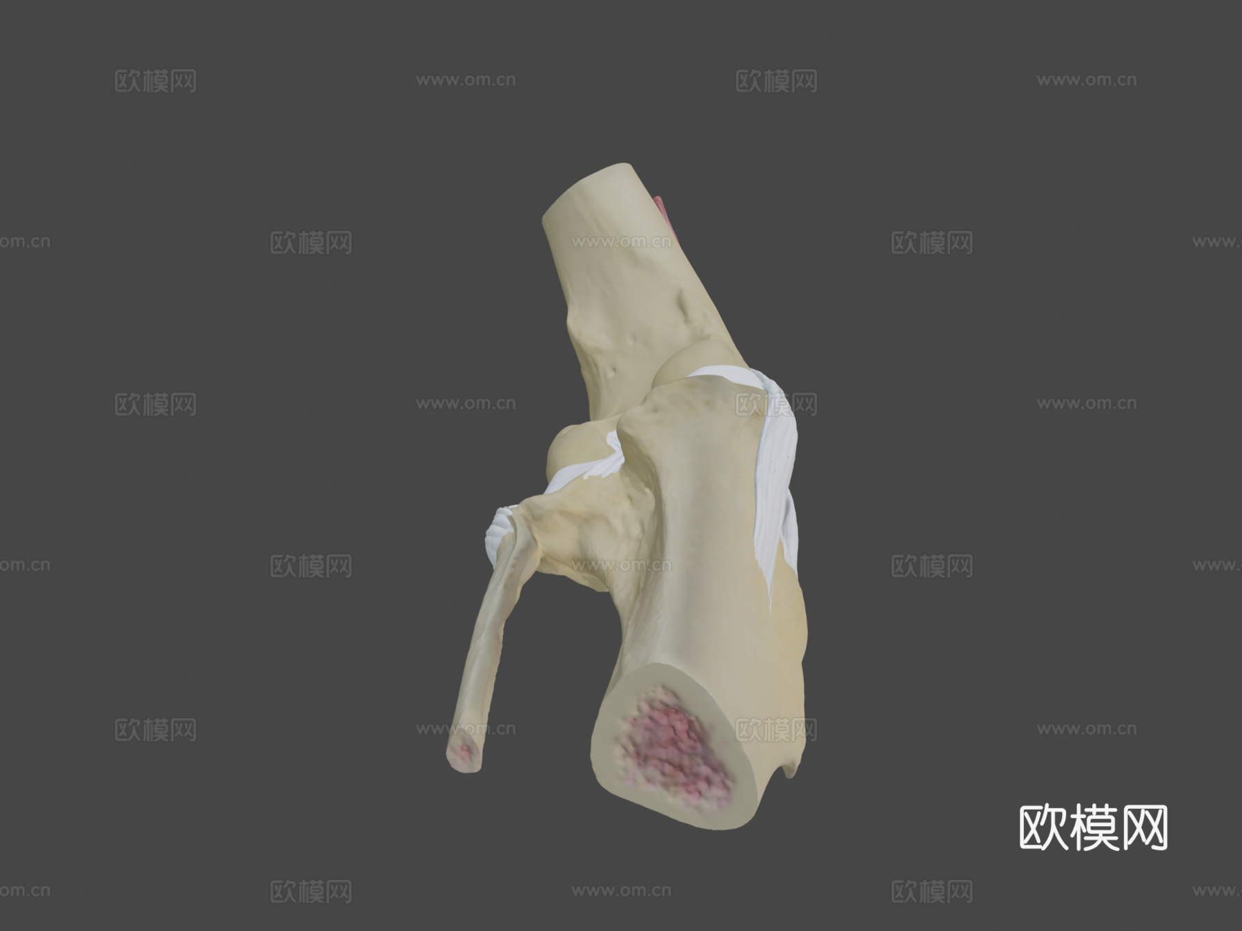 犬科动物膝关节解剖3d模型