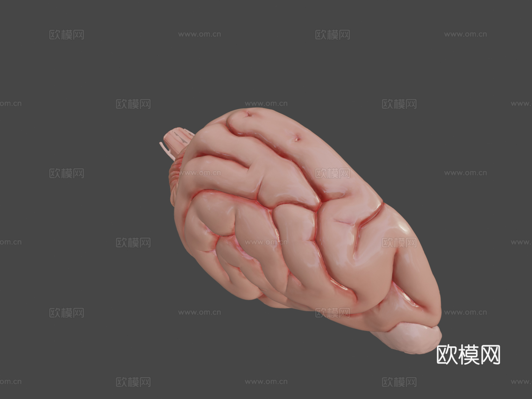 犬科动物脑与脑干解剖3d模型