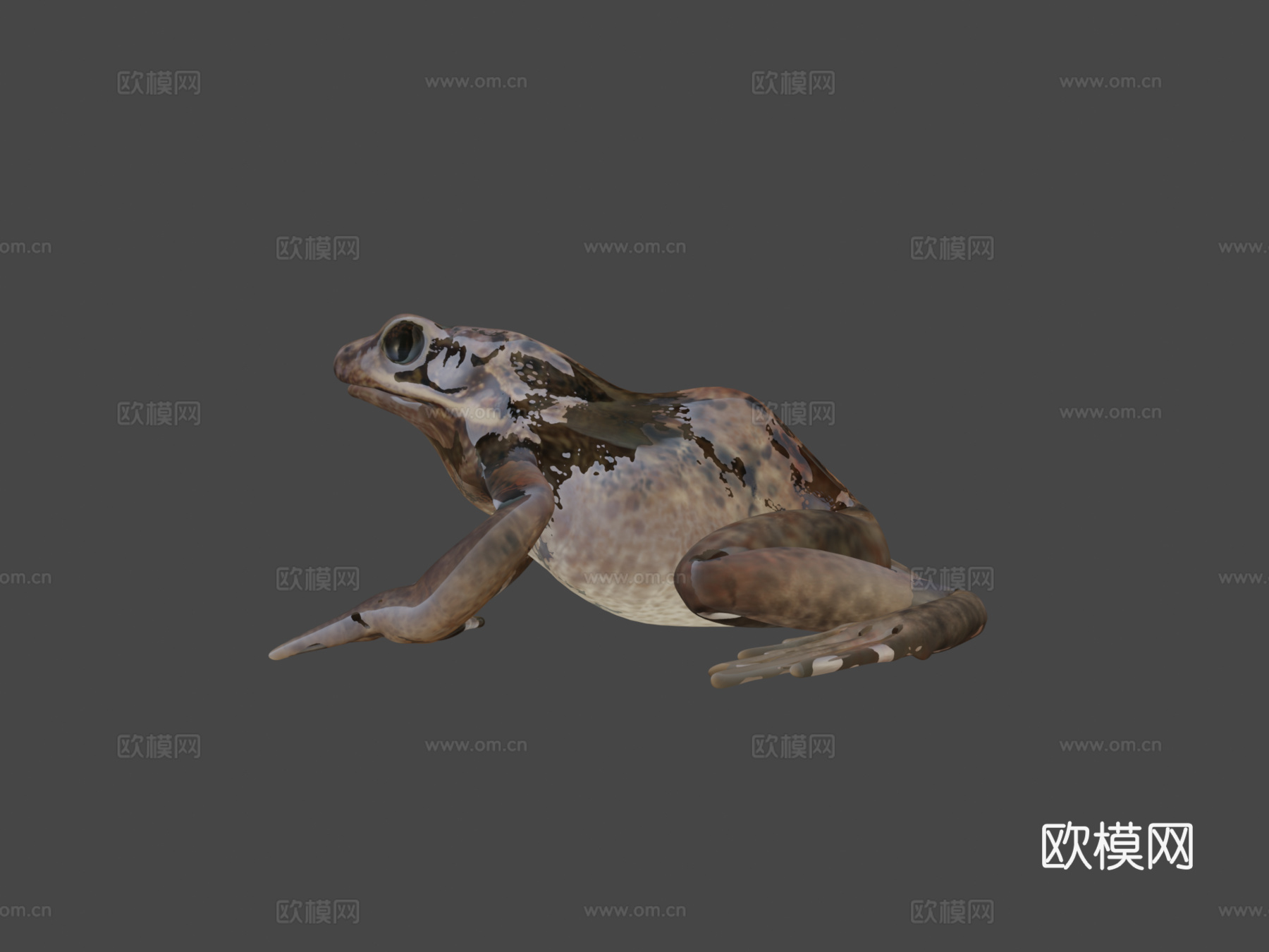 普通青蛙姿势制作中3d模型