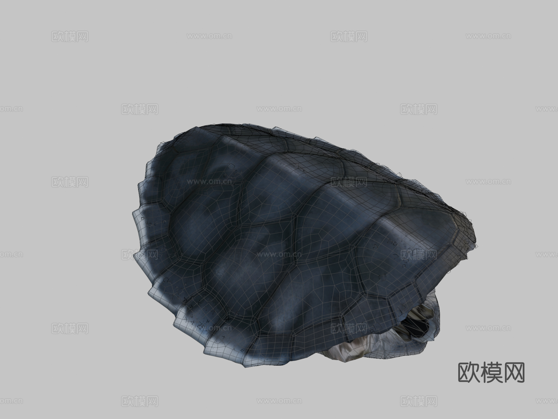 绿海龟宝宝3d模型