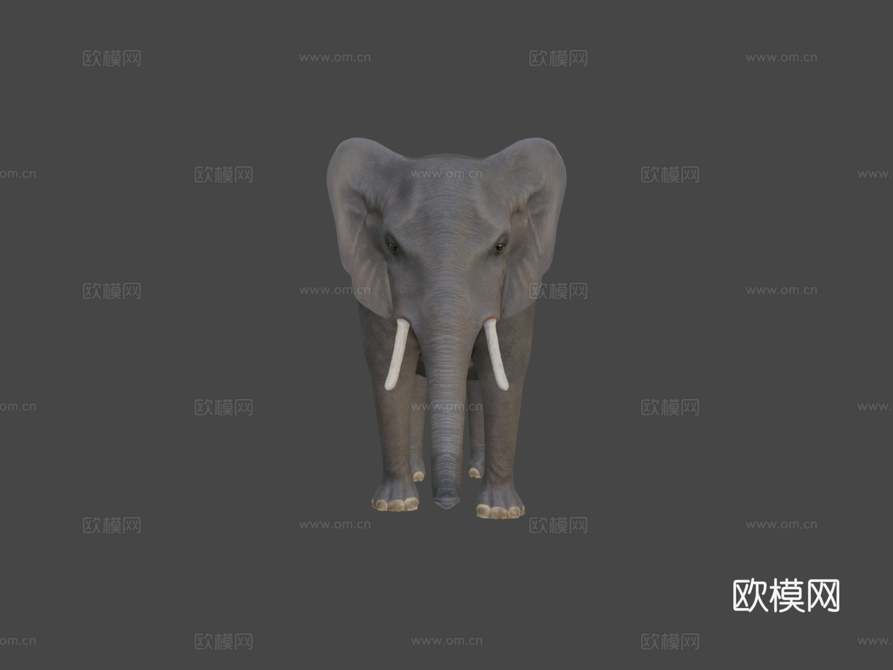 非洲象3d模型